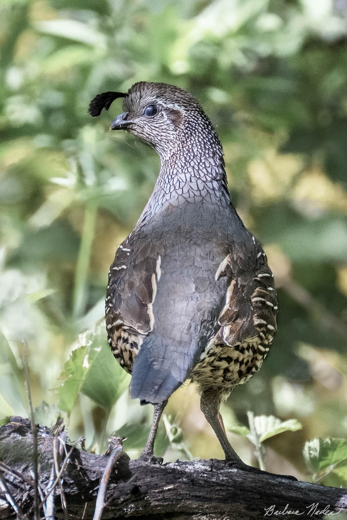 California Quail on a Log - Skyline Trail, Santa Clara County