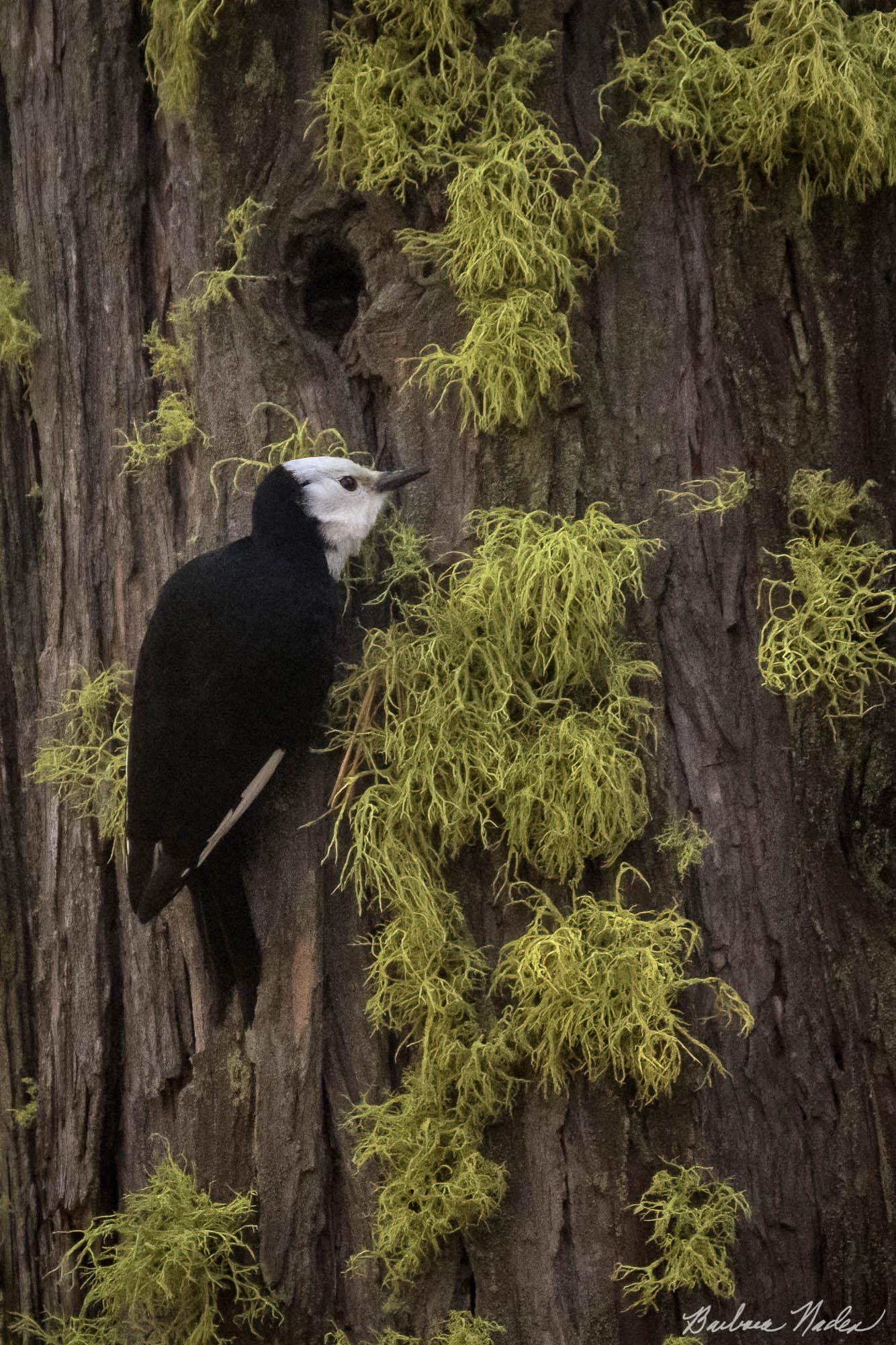 Walking up the Tree - Calaveras Big Trees State Park