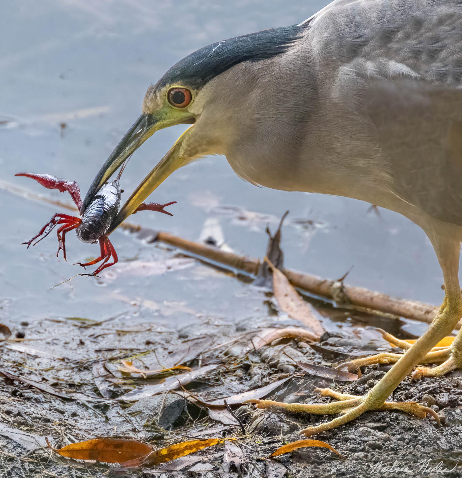 Check out this Crayfish! - Vasona Lake Park, Los Gatos, California