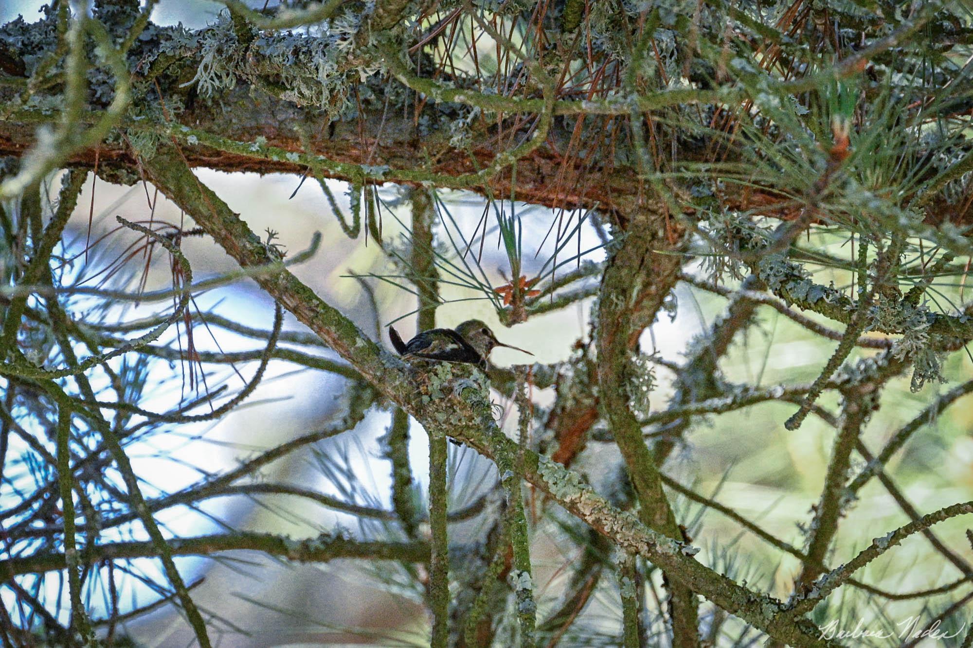 Anna's Hummingbird on Nest - Joseph D. Grant Ranch, Santa Clara County Park