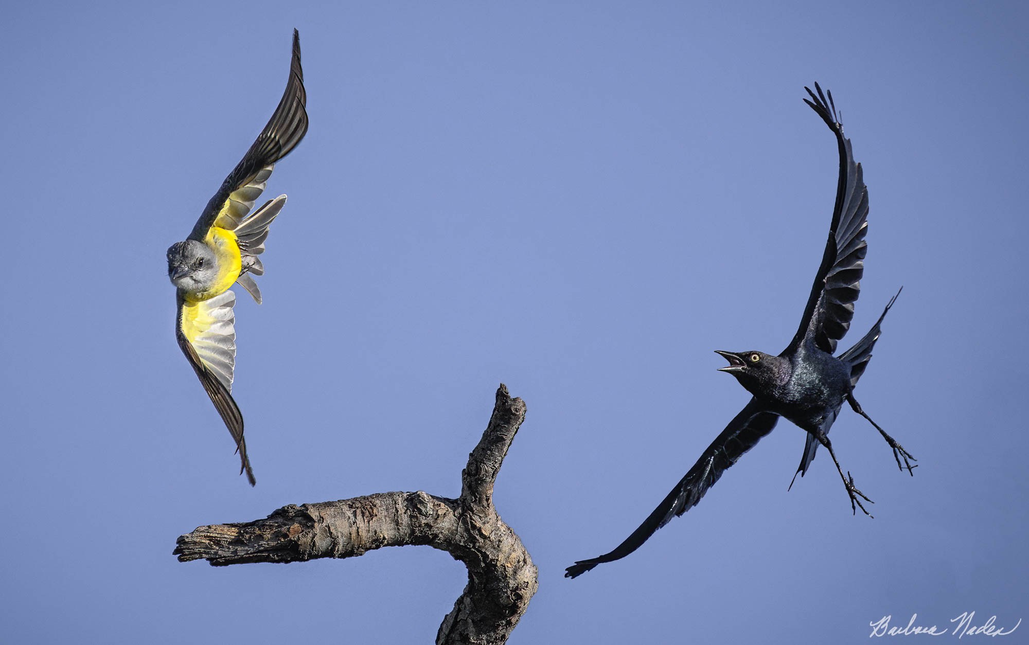 Fighting for the Perch - Penitencia Creek Trail, San Jose, California