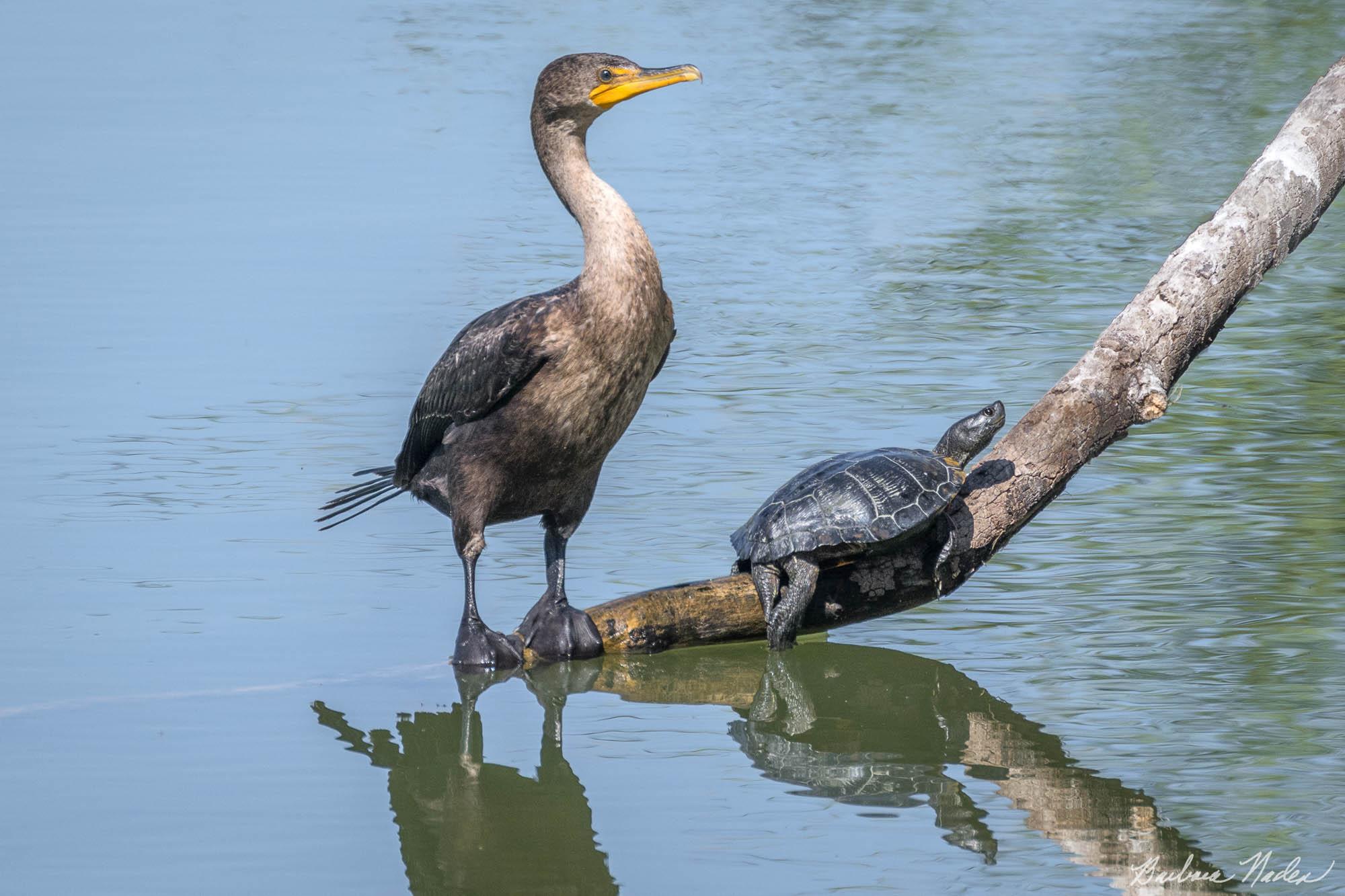 My Friend, the Western Pond Turtle - Vasona Lake Park, Los Gatos, California