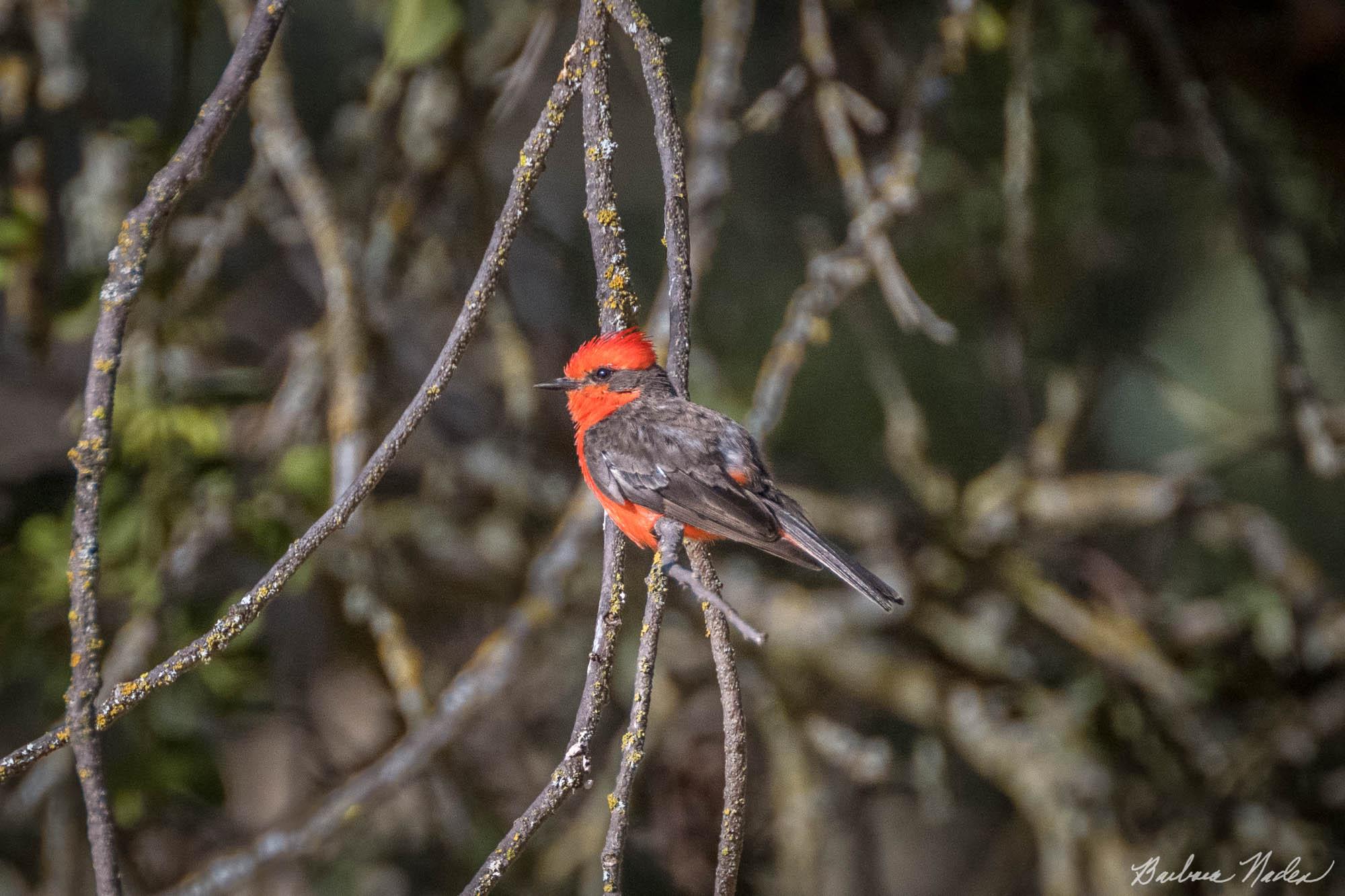 Vermilion Flycatcher Taking a Break - Joseph D. Grant Ranch, Santa Clara County Park