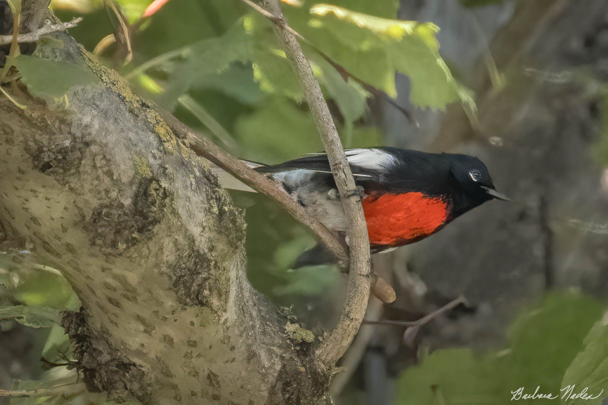 Painted Redstart Trying to Hide - Agnews Historic Park, San Jose, California