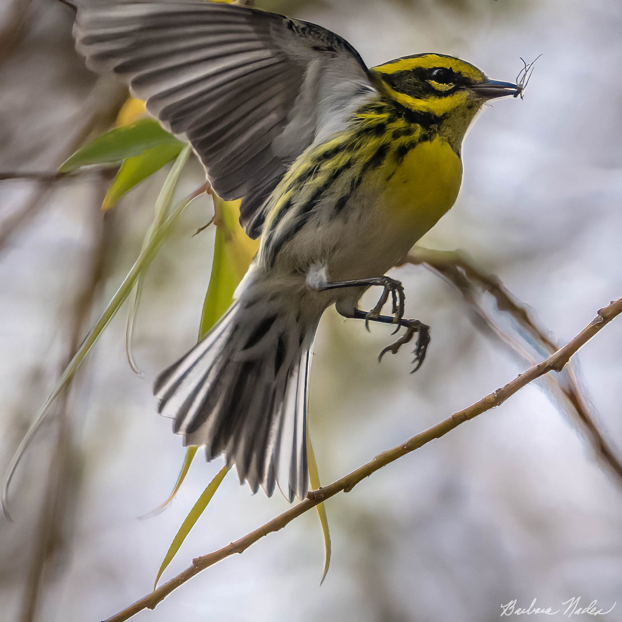 Townsend's Warbler Catching a Bug - Vasona Lake Park, Los Gatos, California