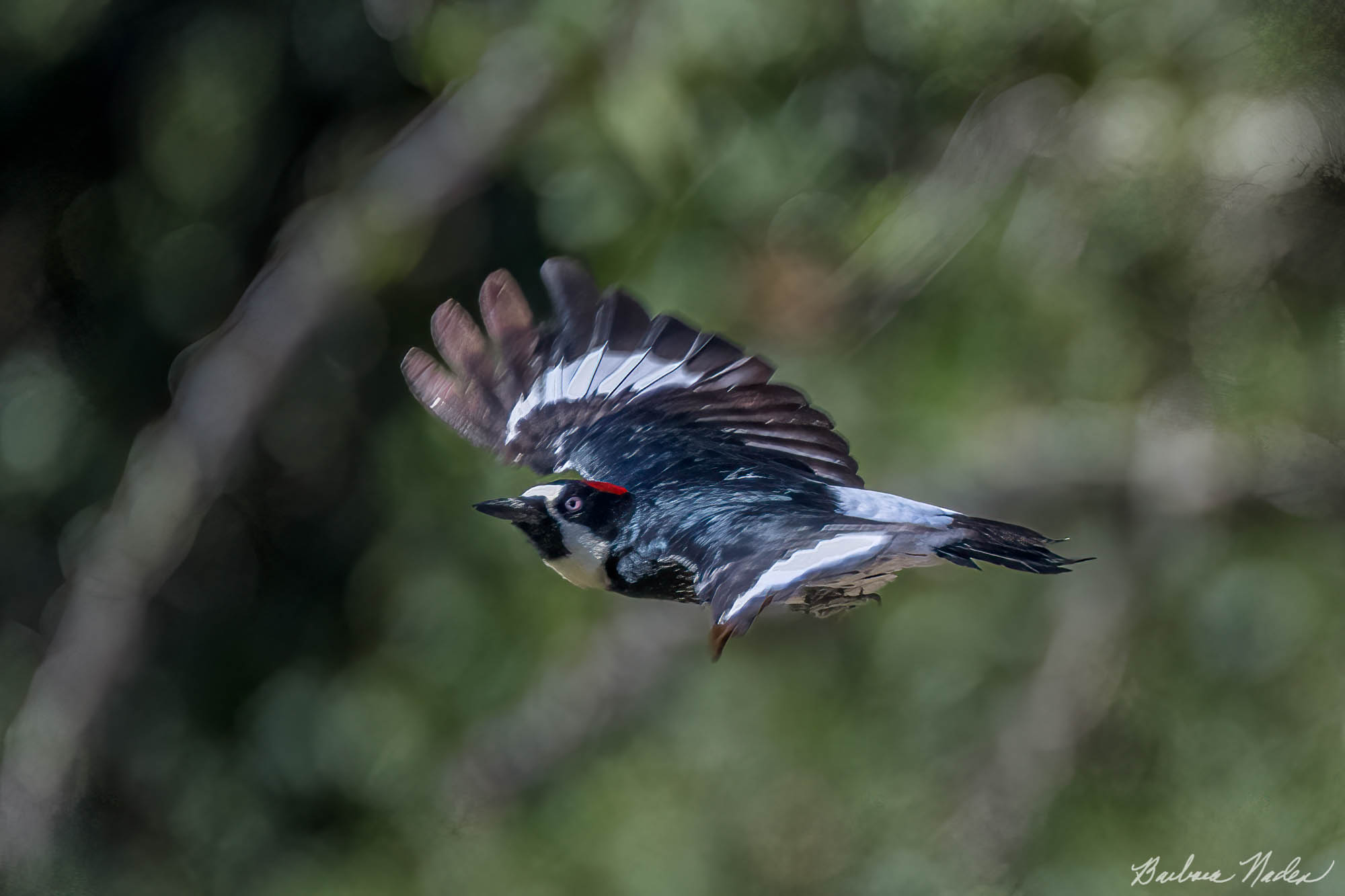 Acorn Woodpecker Going Places - Joseph D. Grant Ranch, Santa Clara County Park