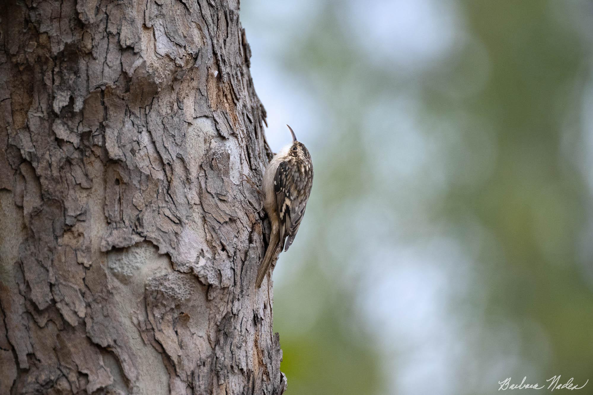 Walking up the Tree Looking for Goodies - Vasona Lake Park, Los Gatos, California