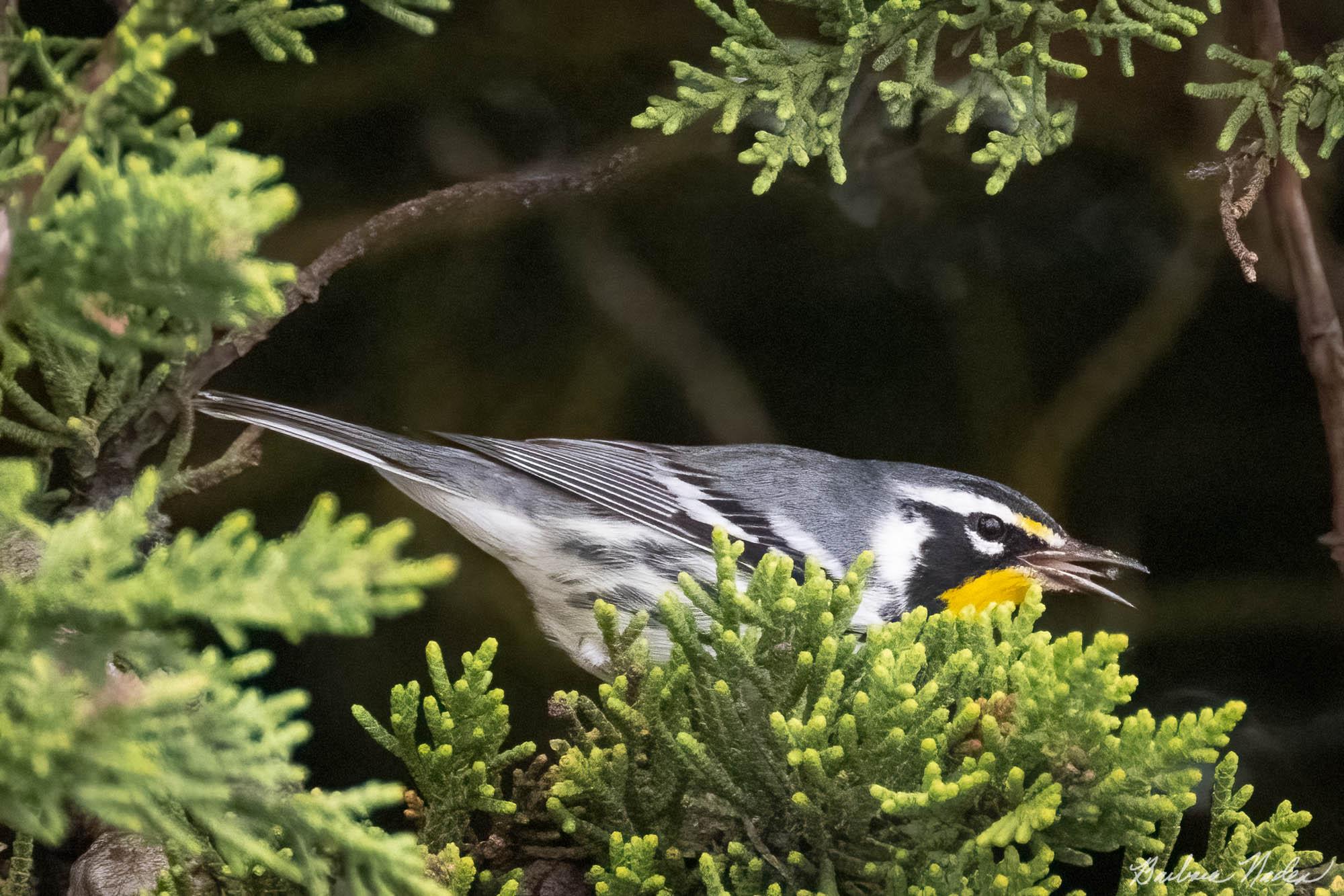 Got a Bug! - Pigeon Point Lighthouse, California Coast