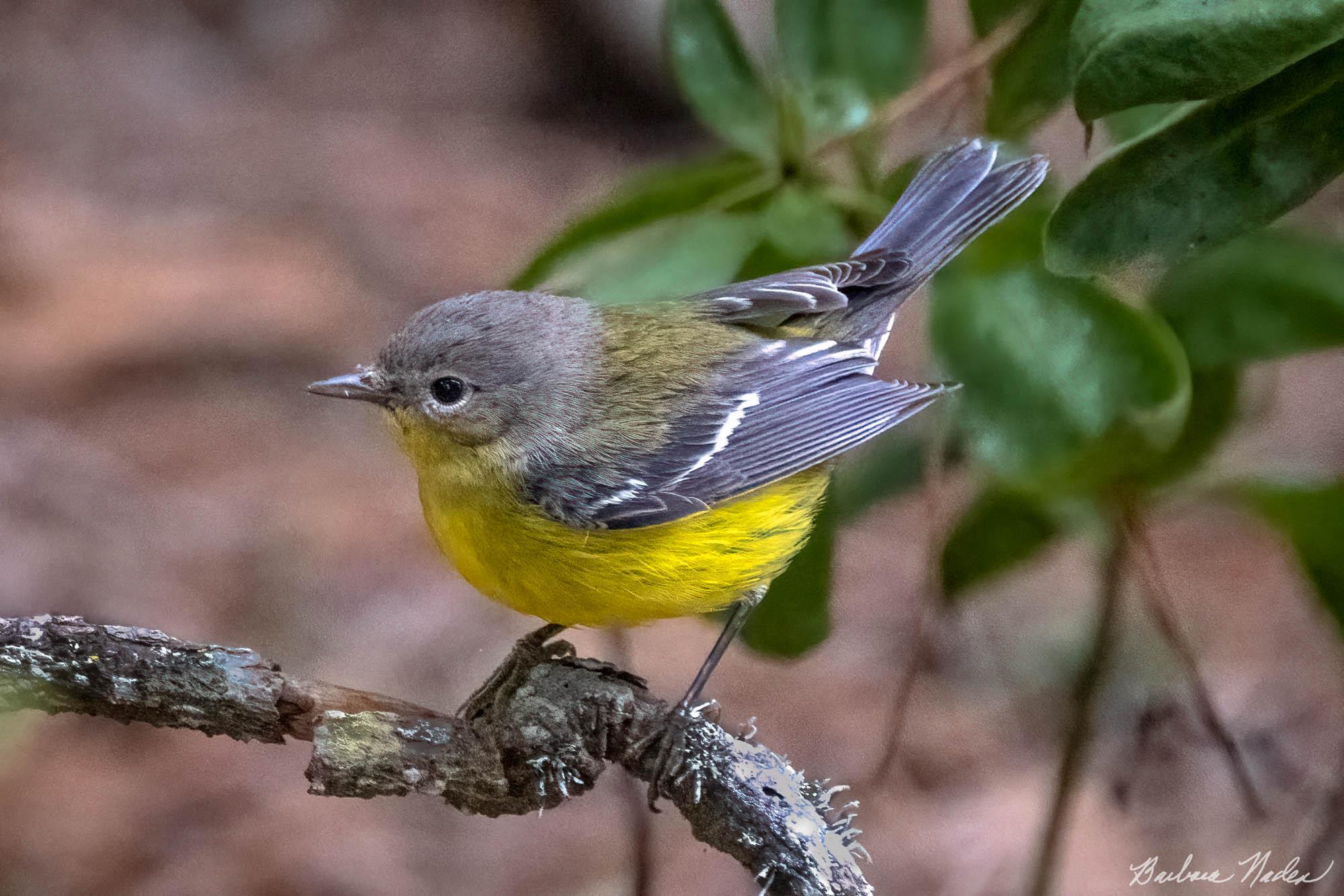 Showing Off my Beautiful Feathers - Pacific Grove, California