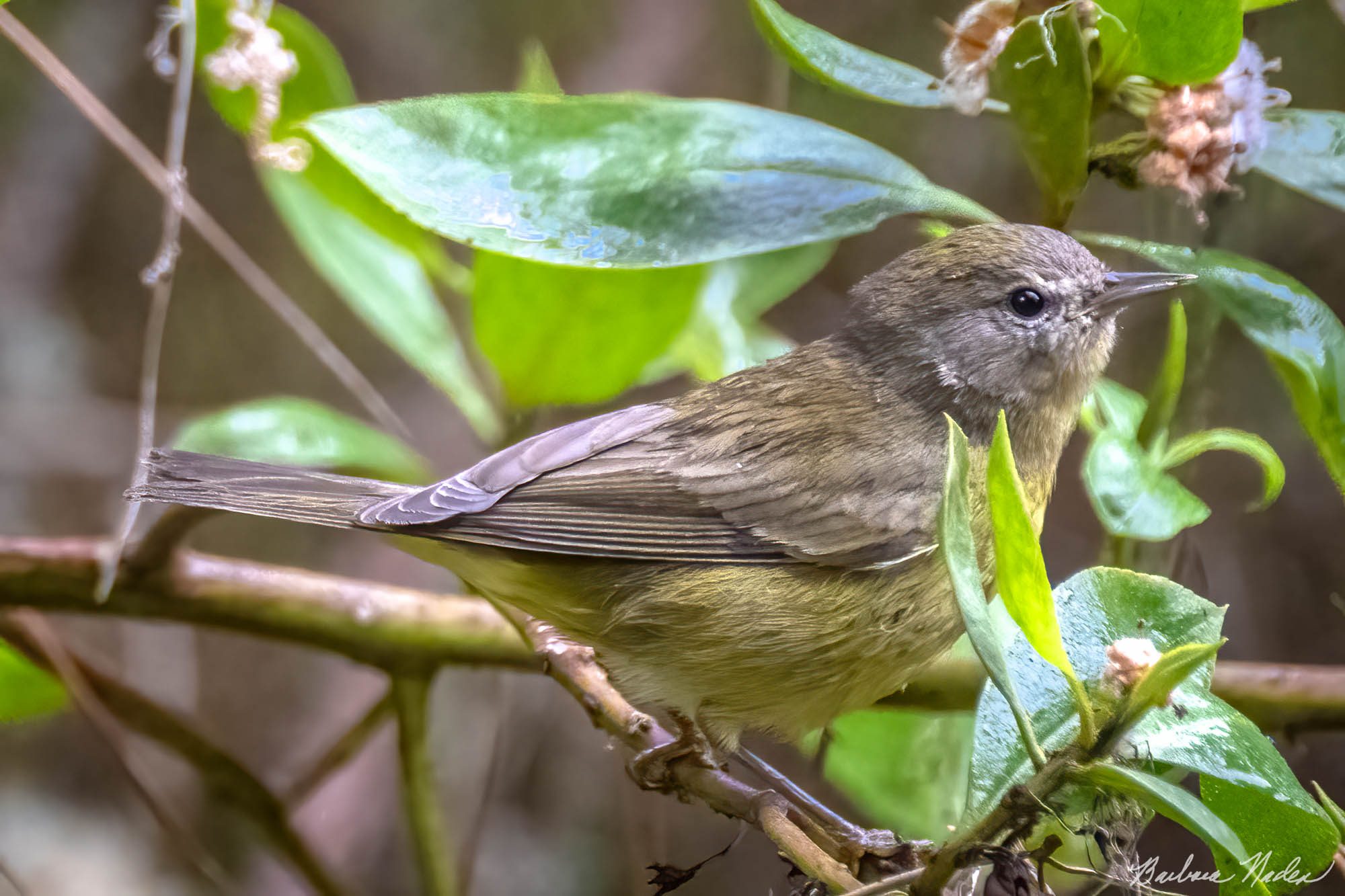 Hiding in the Bushes - Pacific Grove, California