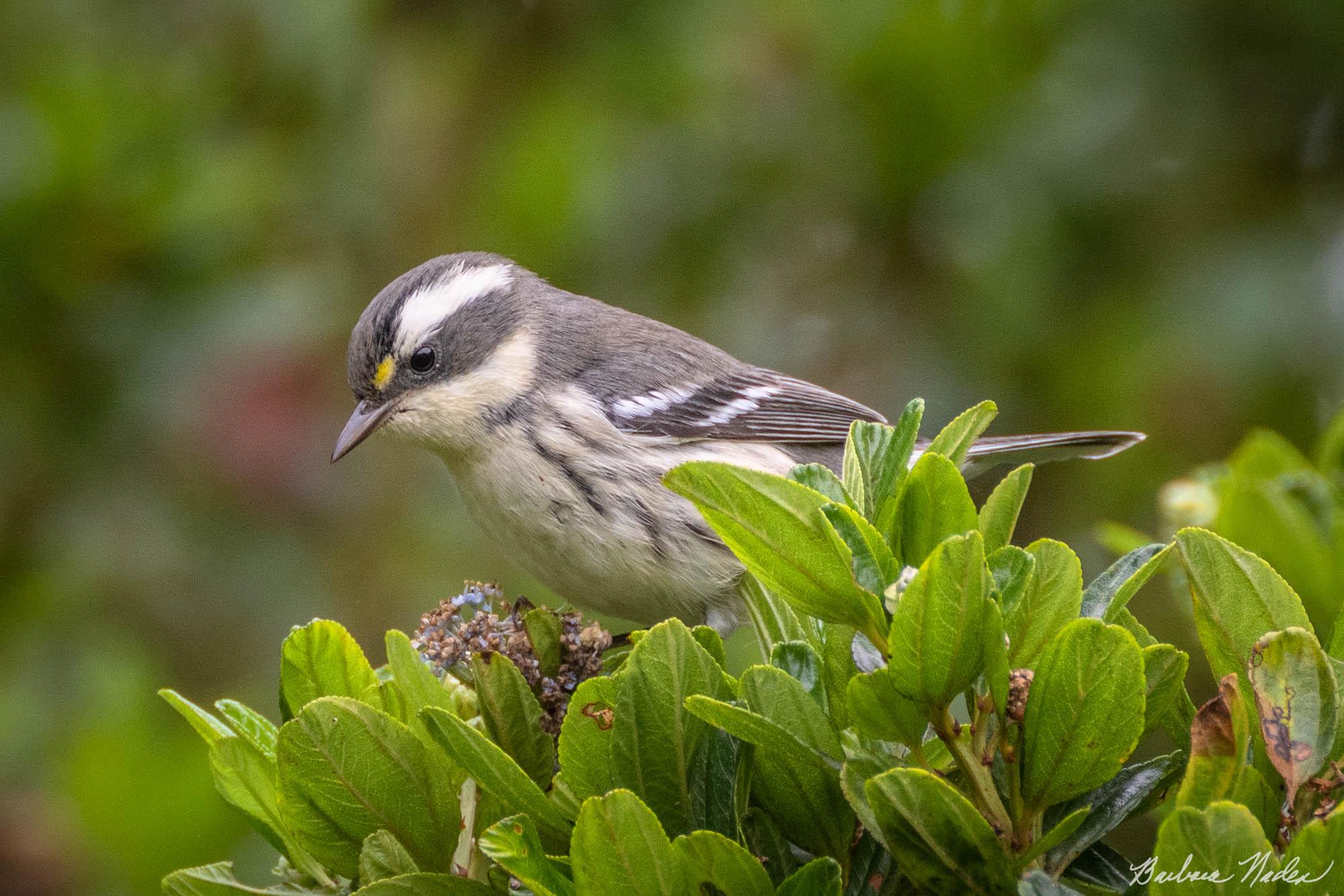 Where's the Bug? - Pacific Grove, California