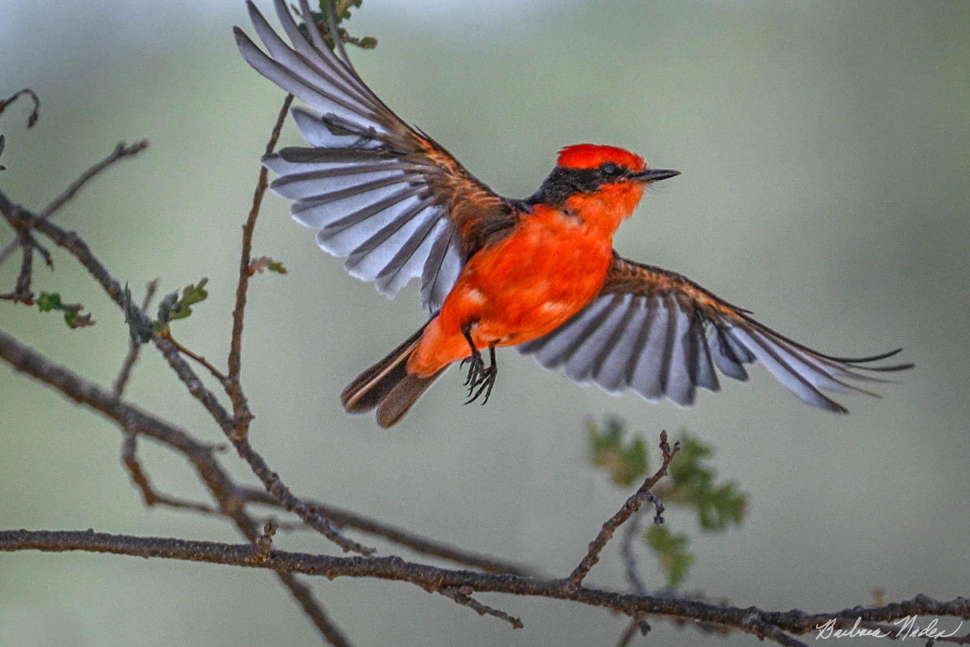 Dreamy Vermillion Flycatcher - Joseph D. Grant Ranch, Santa Clara County Park