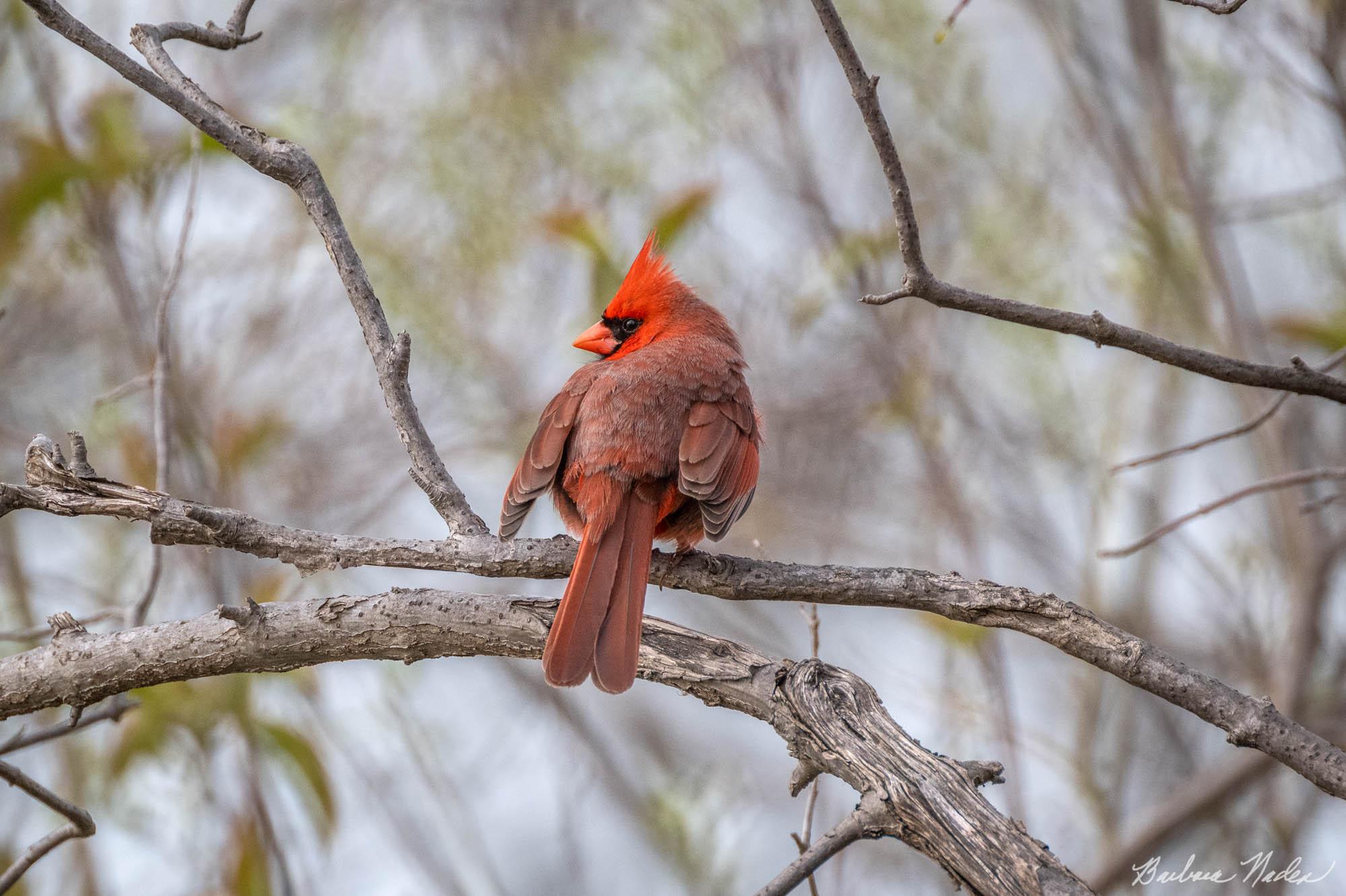 Northern Cardinal 2 - Sheldon Marsh, Ohio