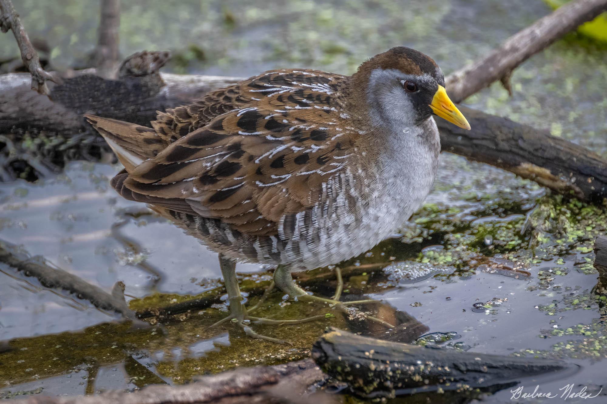 Sora Resting - Sheldon Marsh, Ohio