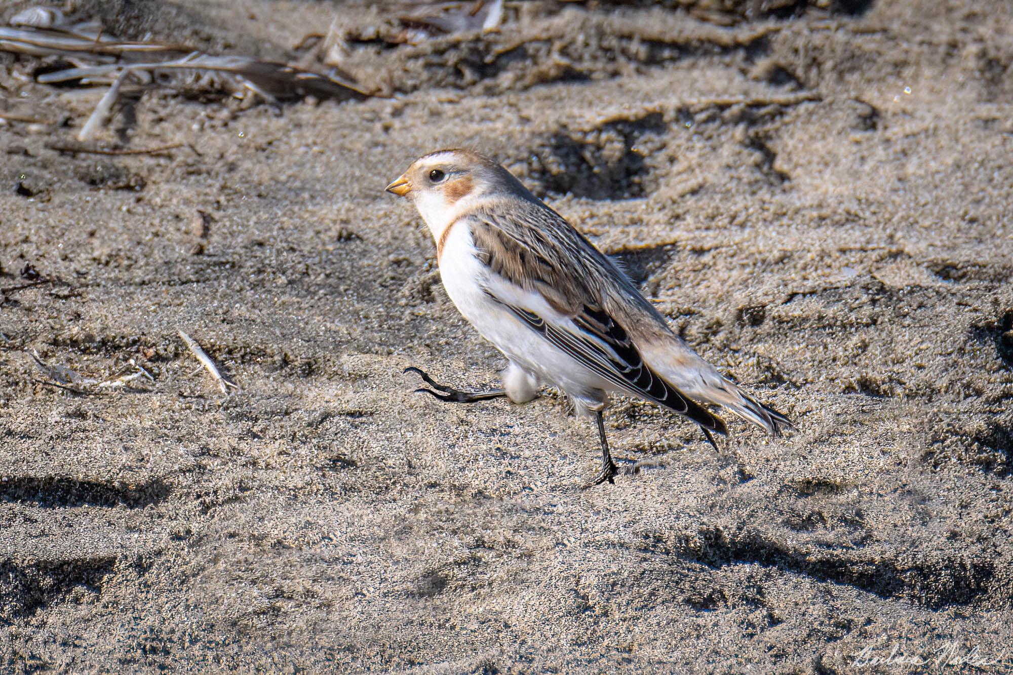 Bunting going for a Stroll - Venus Beach, Half Moon Bay, California