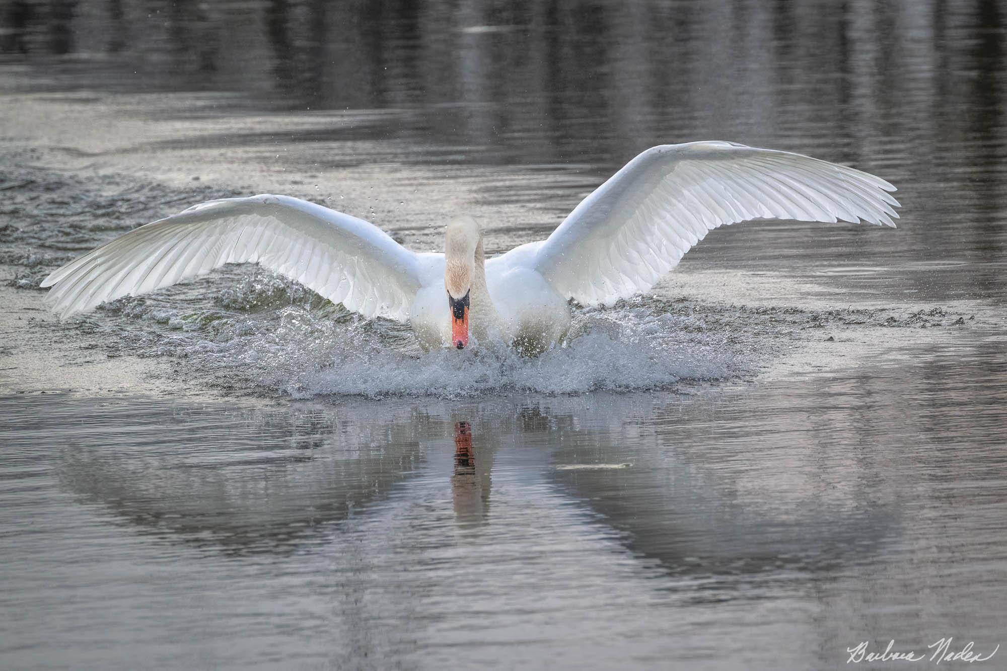 Mute Swan Landing - Sheldon Marsh, Ohio