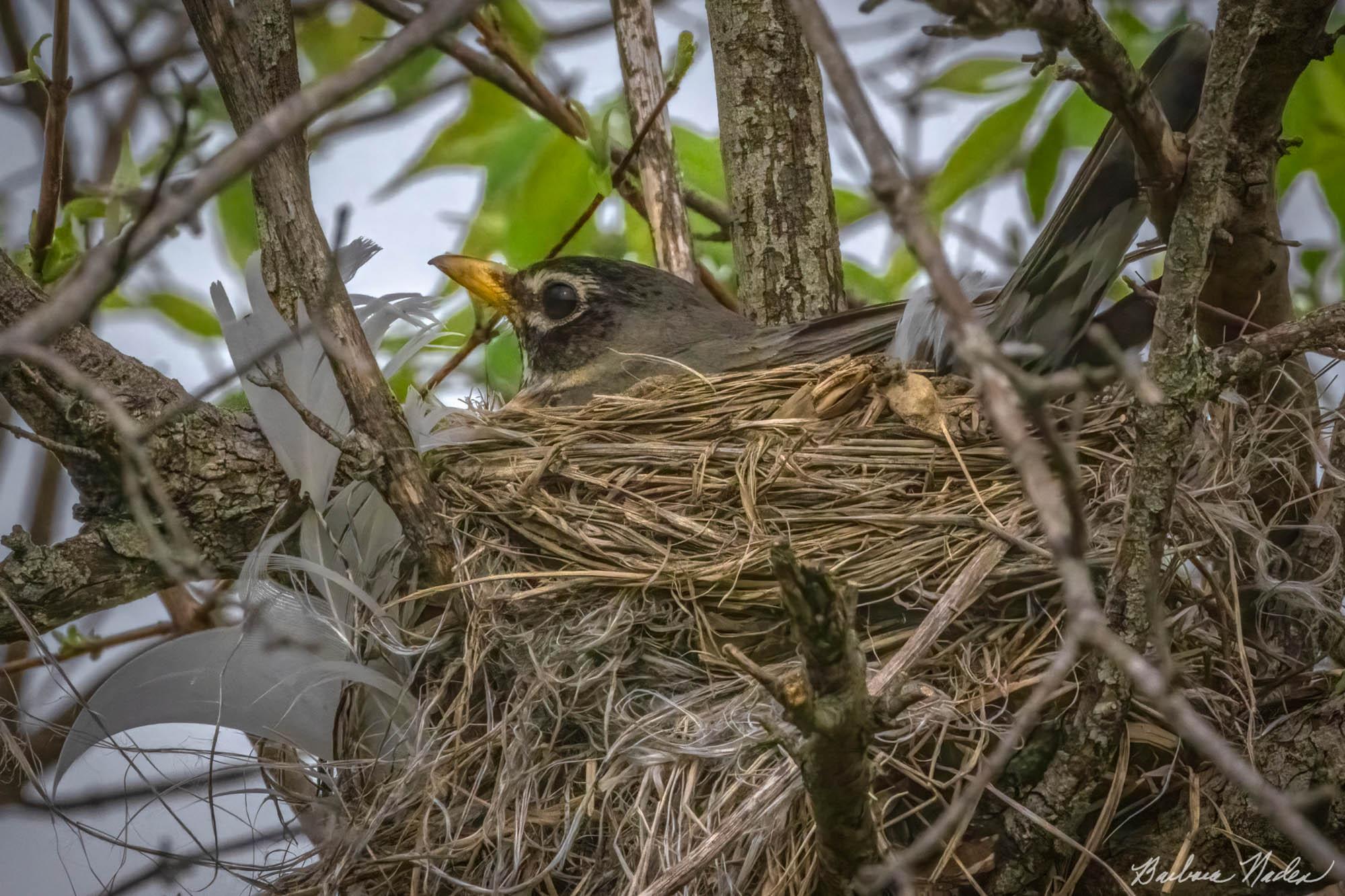 Robin Sitting on her Eggs - oseph Steinen Wildlife Area, Ohio