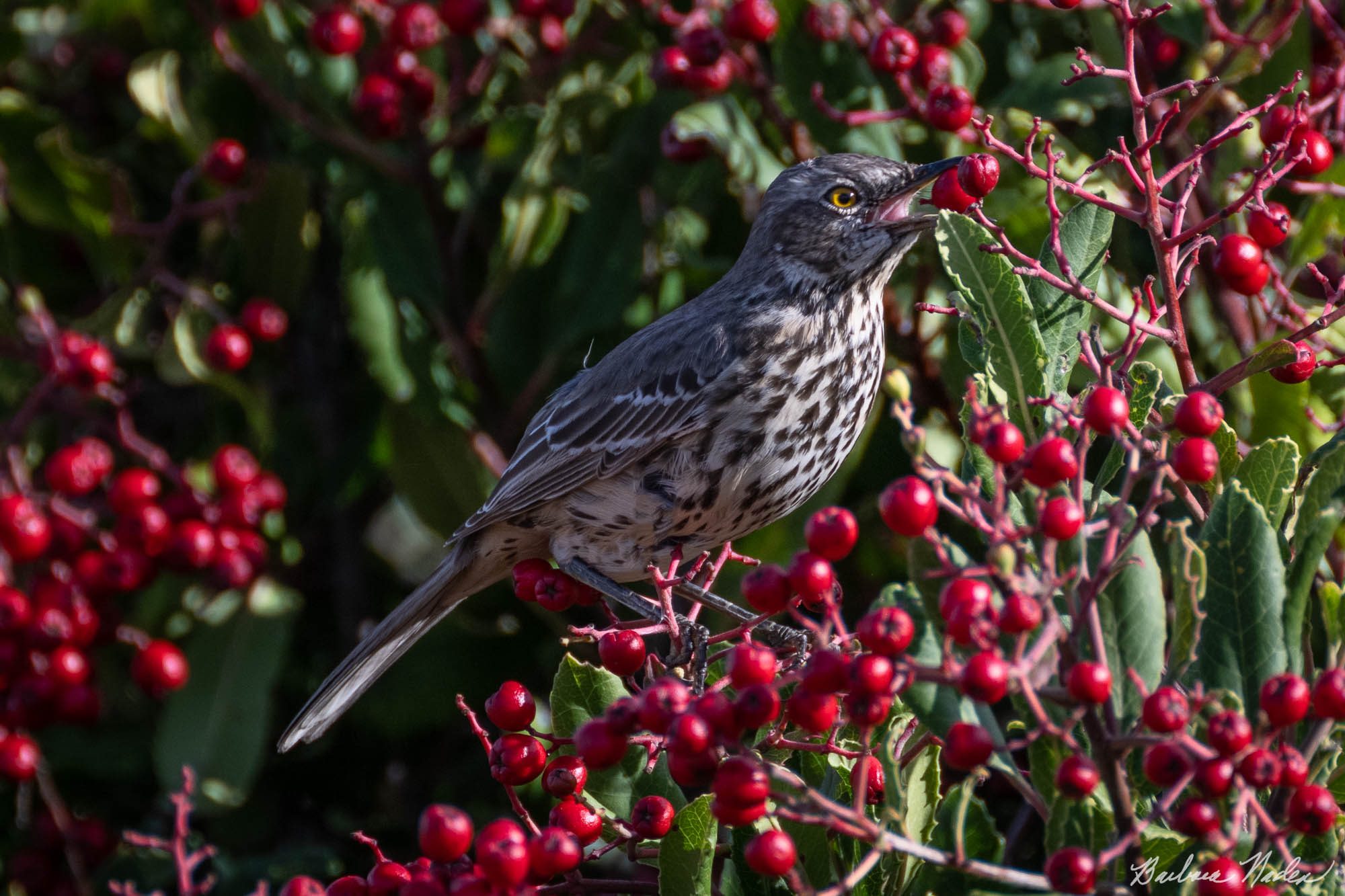 Yummy Berry - Coyote Hills Regional Park, Fremont, CA