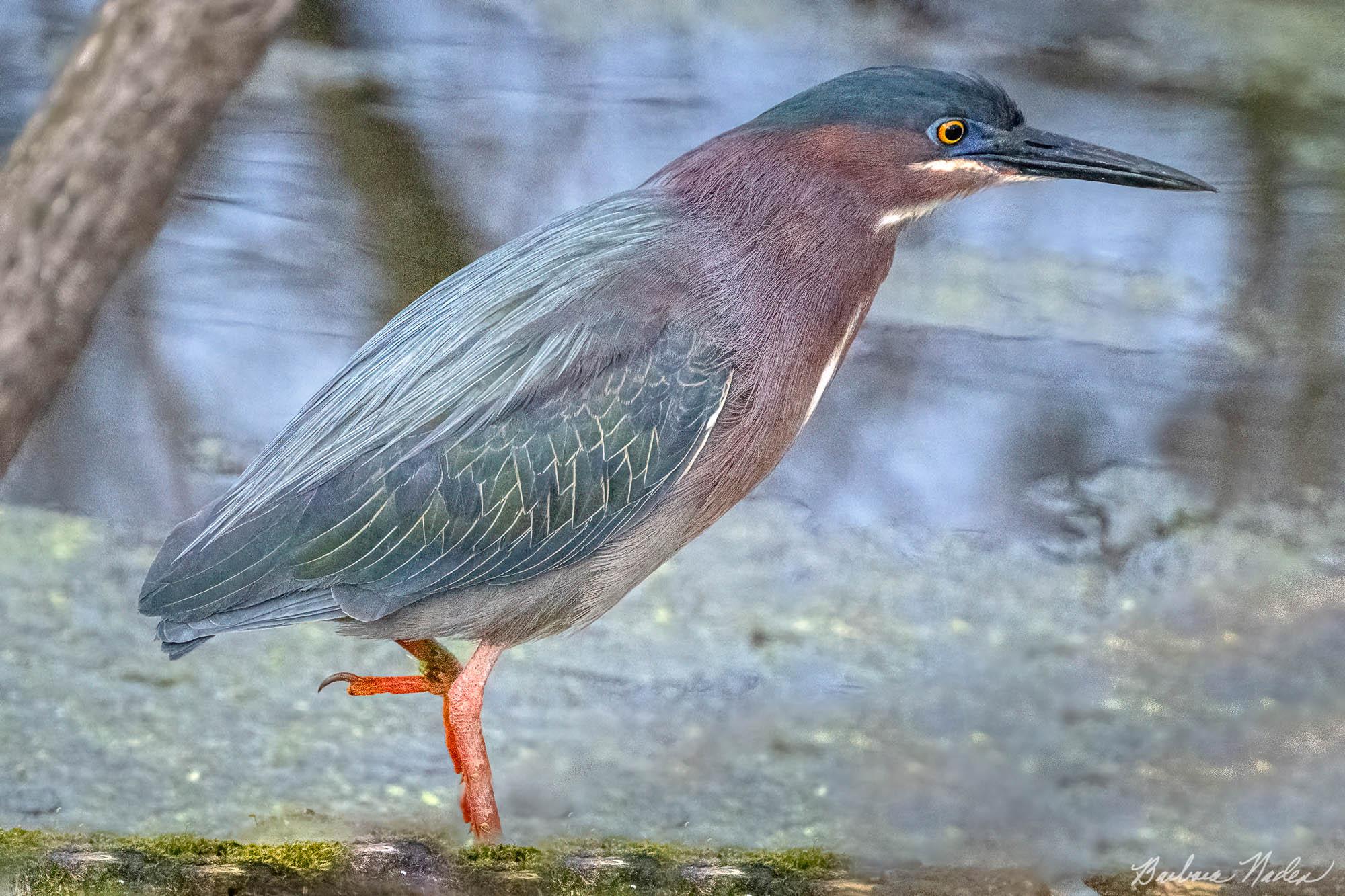 Green Heron Looking for a Meal - Sheldon Marsh, Ohio