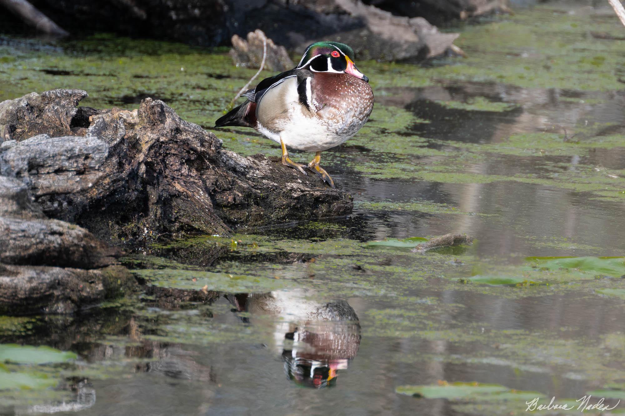 Wood Duck Reflection - Sheldon Marsh, Ohio