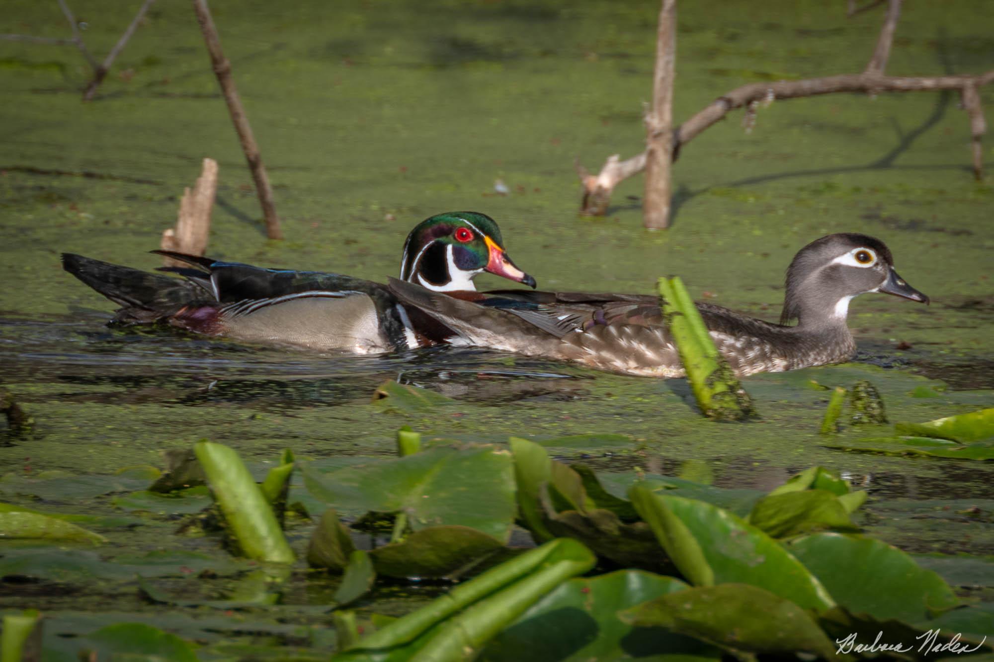 Wood Duck Pair Swimming - Sheldon Marsh, Ohio