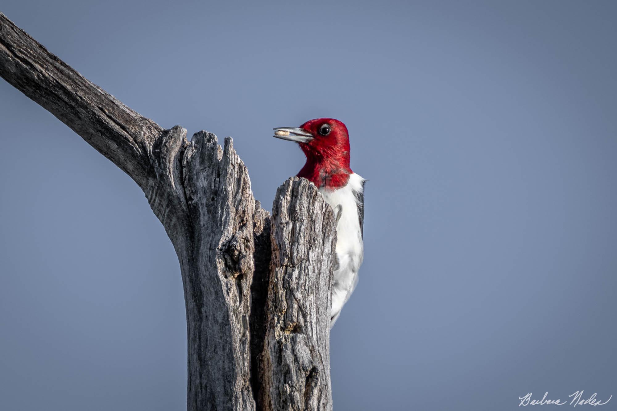 Ready to Stash a Seed - Sheldon Marsh, Ohio