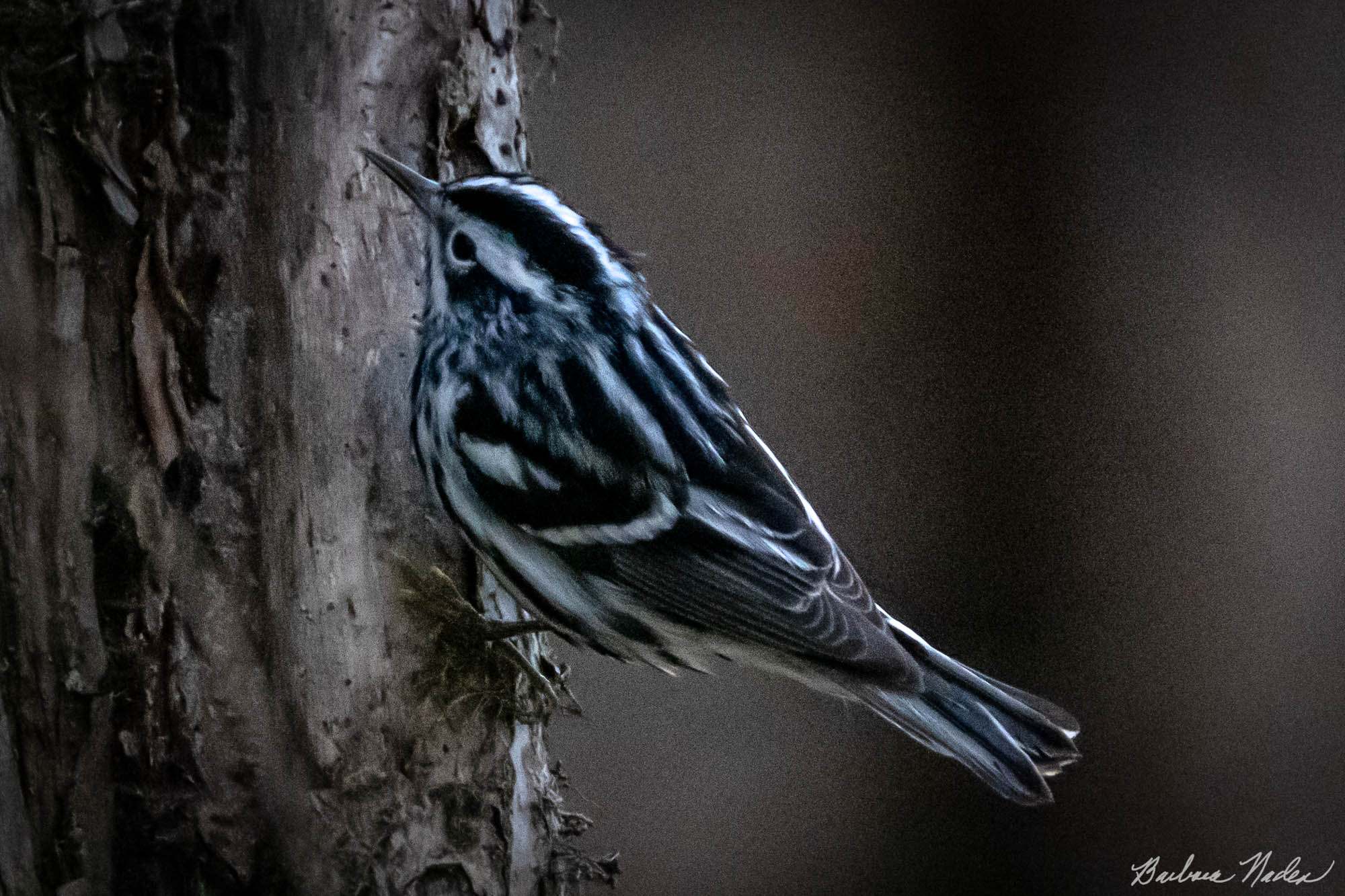 A Pause Before Circling the Tree - Sheldon Marsh, Ohio