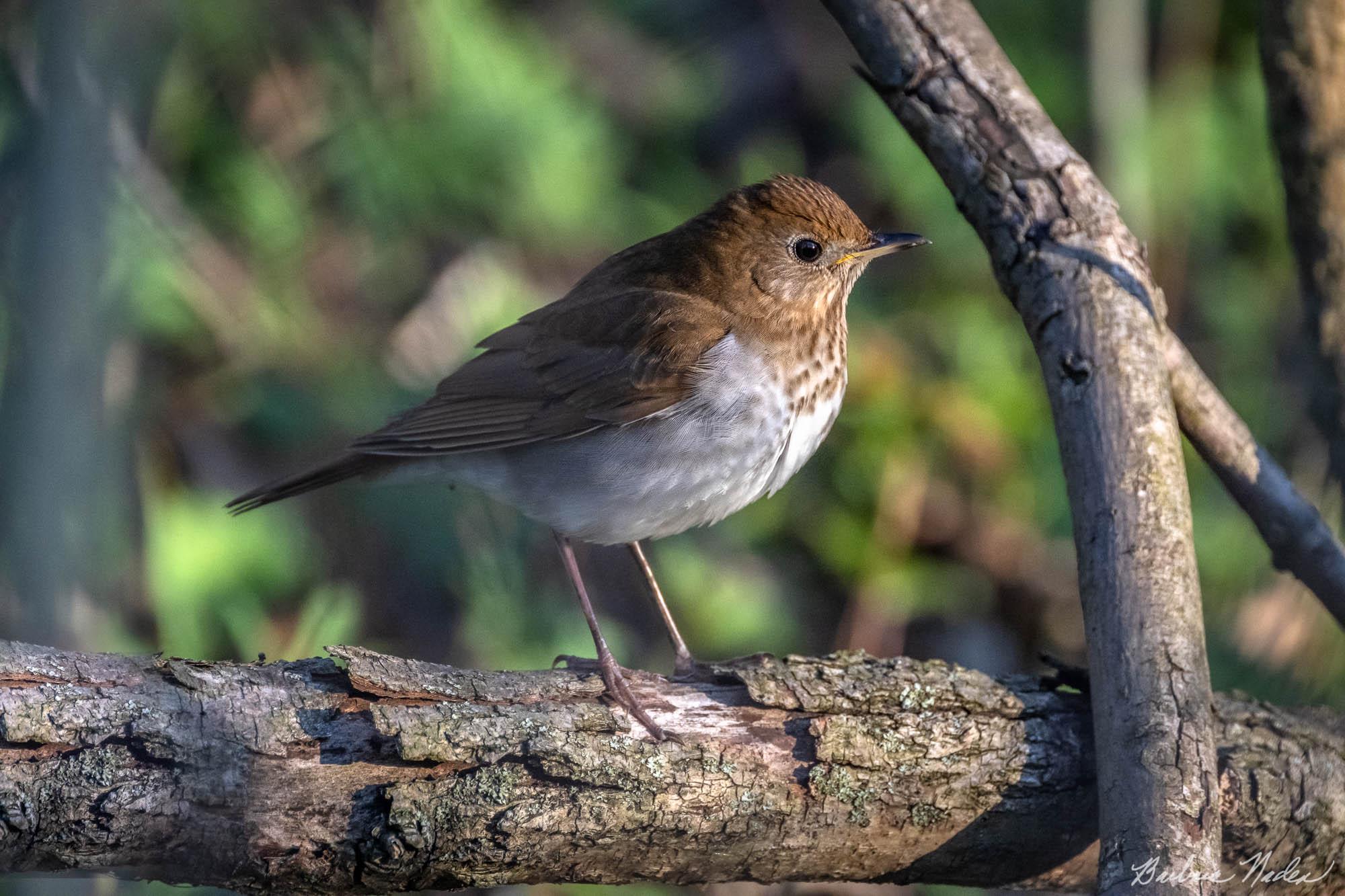 Veery  Enjoying the Sun - Sheldon Marsh, Ohio