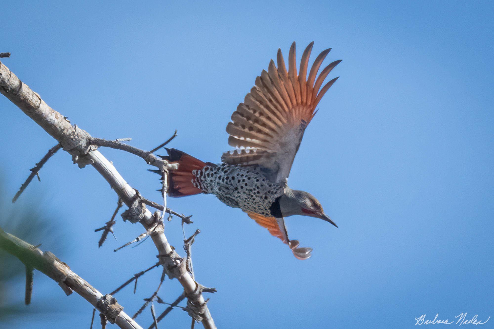 Taking Off! - Giant Sequoia National Monument