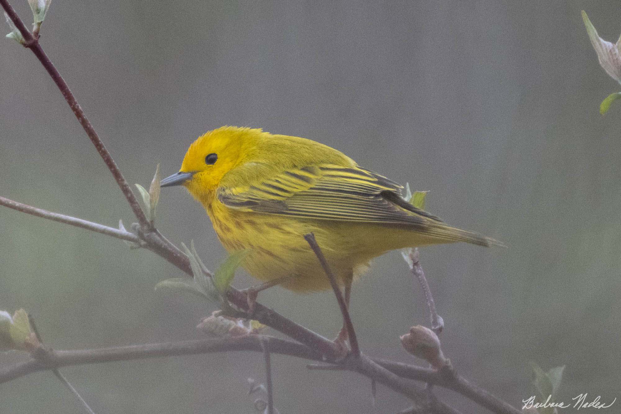 Yellow Warbler Posing for a Second - Magee Marsh, Ohio