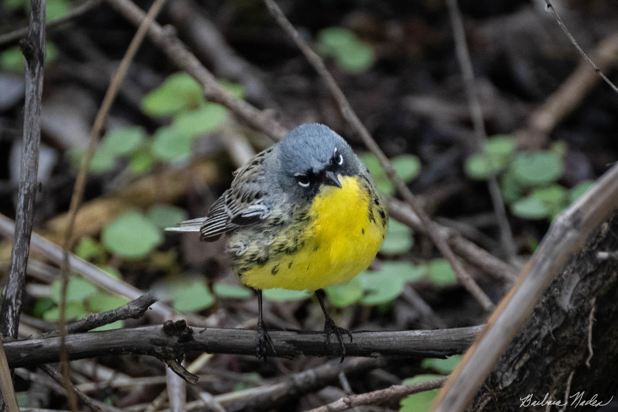 Flitting in the Brush - Magee Marsh, Ohio