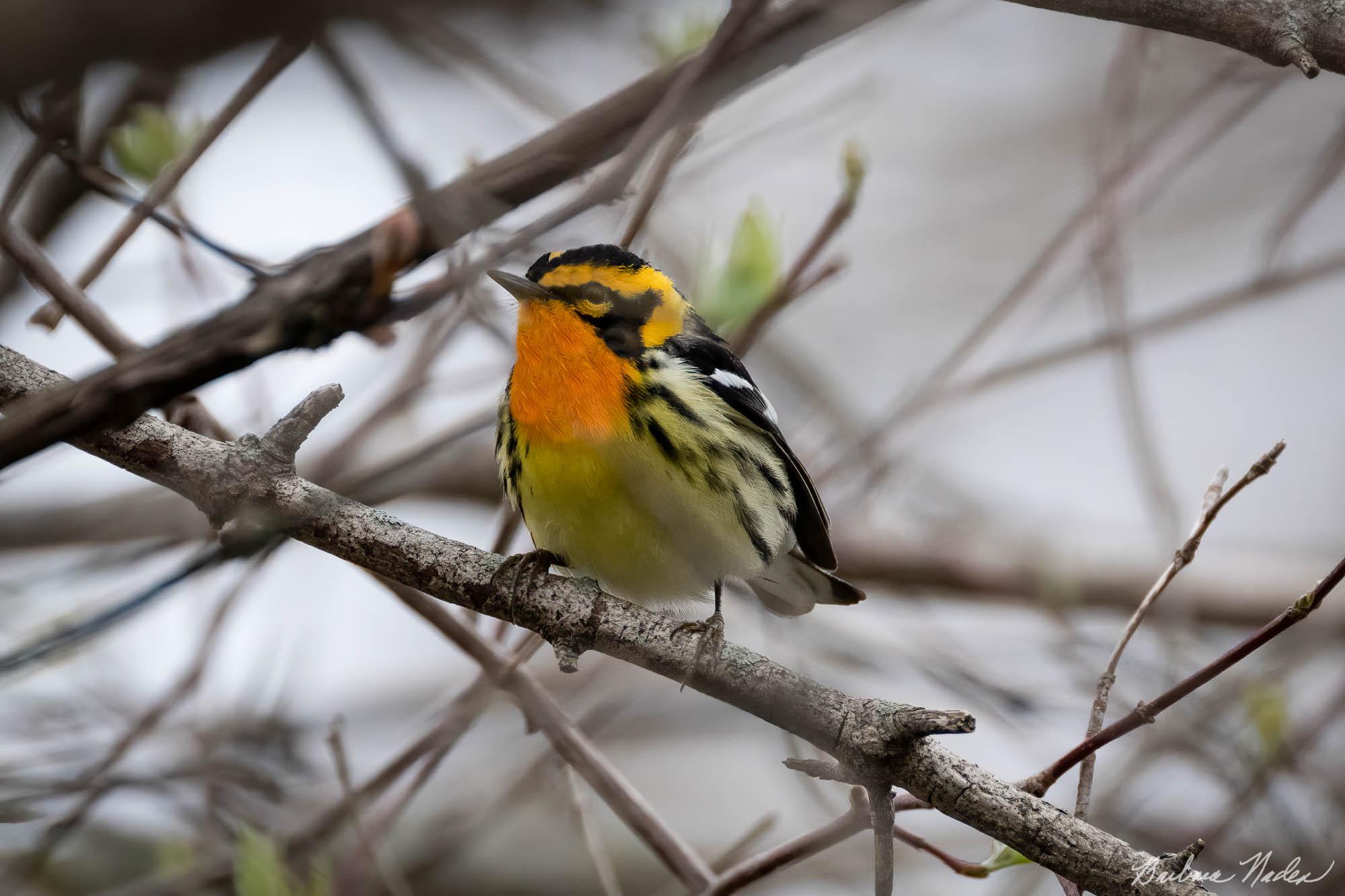 A Brief Rest - Magee Marsh, Ohio