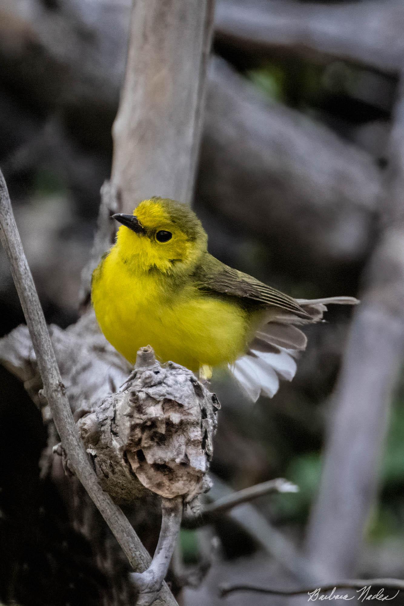 Female Hooded Warbler Flashing - Magee Marsh, Ohio