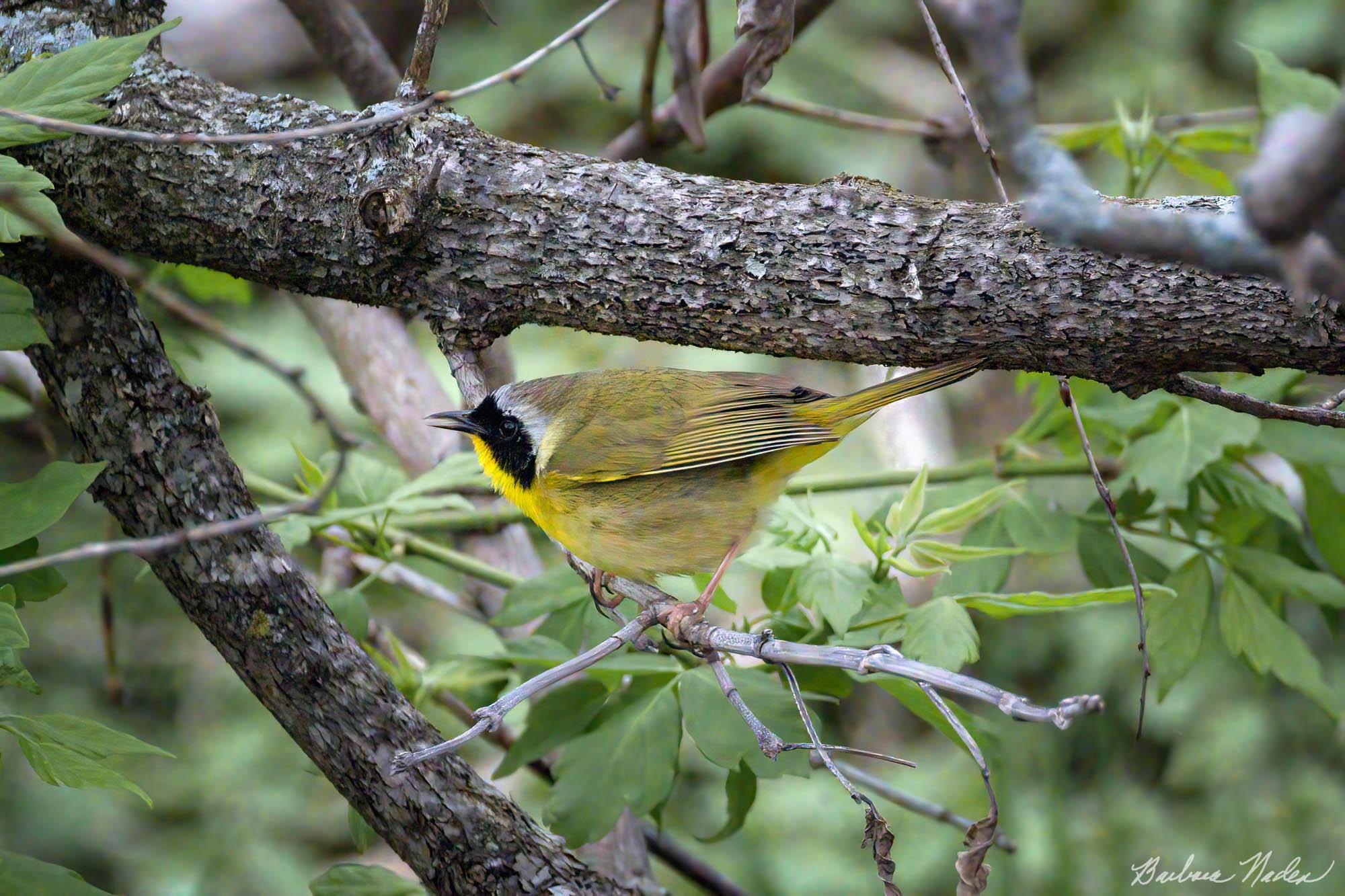 Common Yellowthroat Singing - Magee Marsh, Ohio