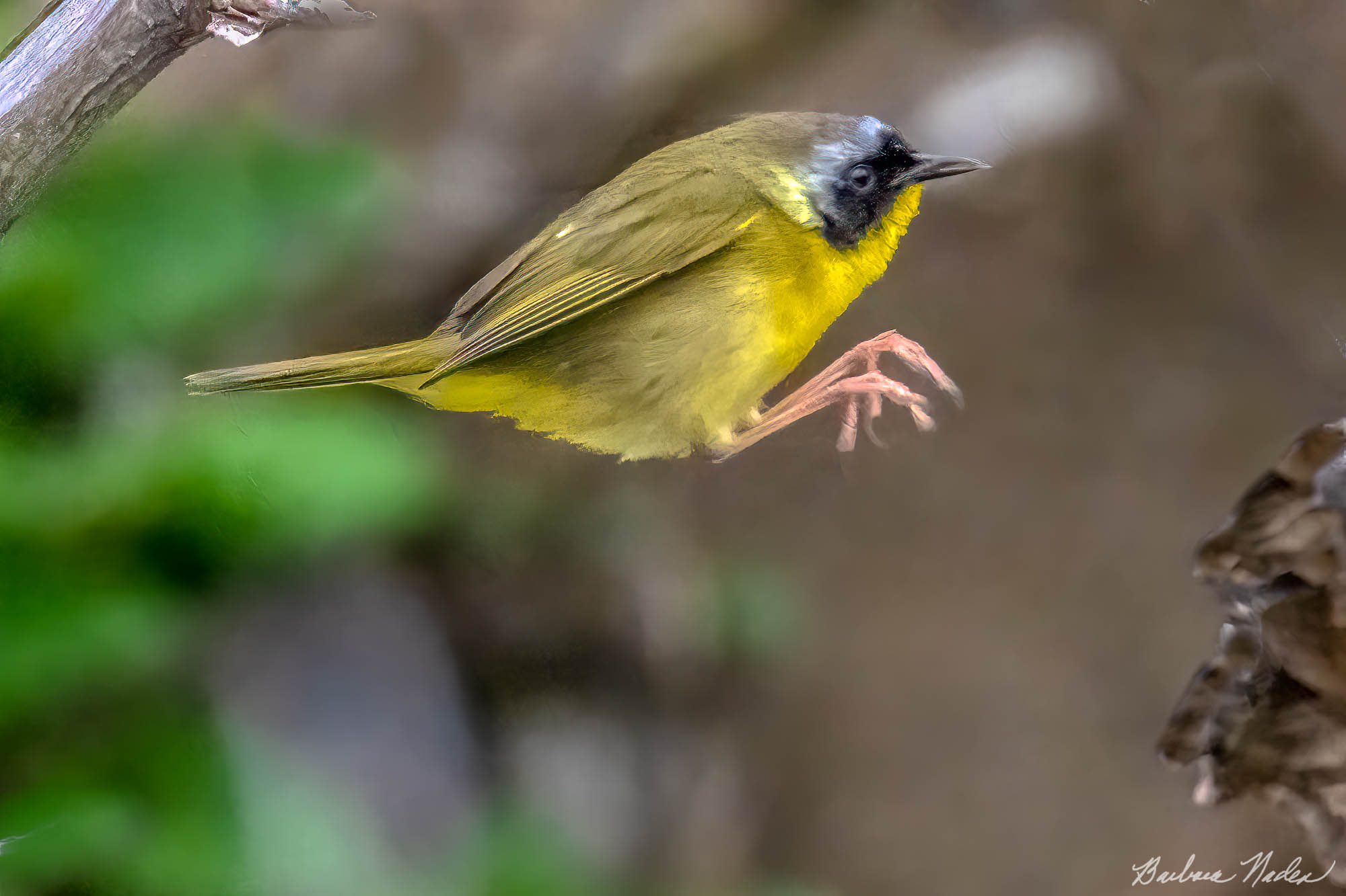 Jumping to a new Branch - Magee Marsh, Ohio