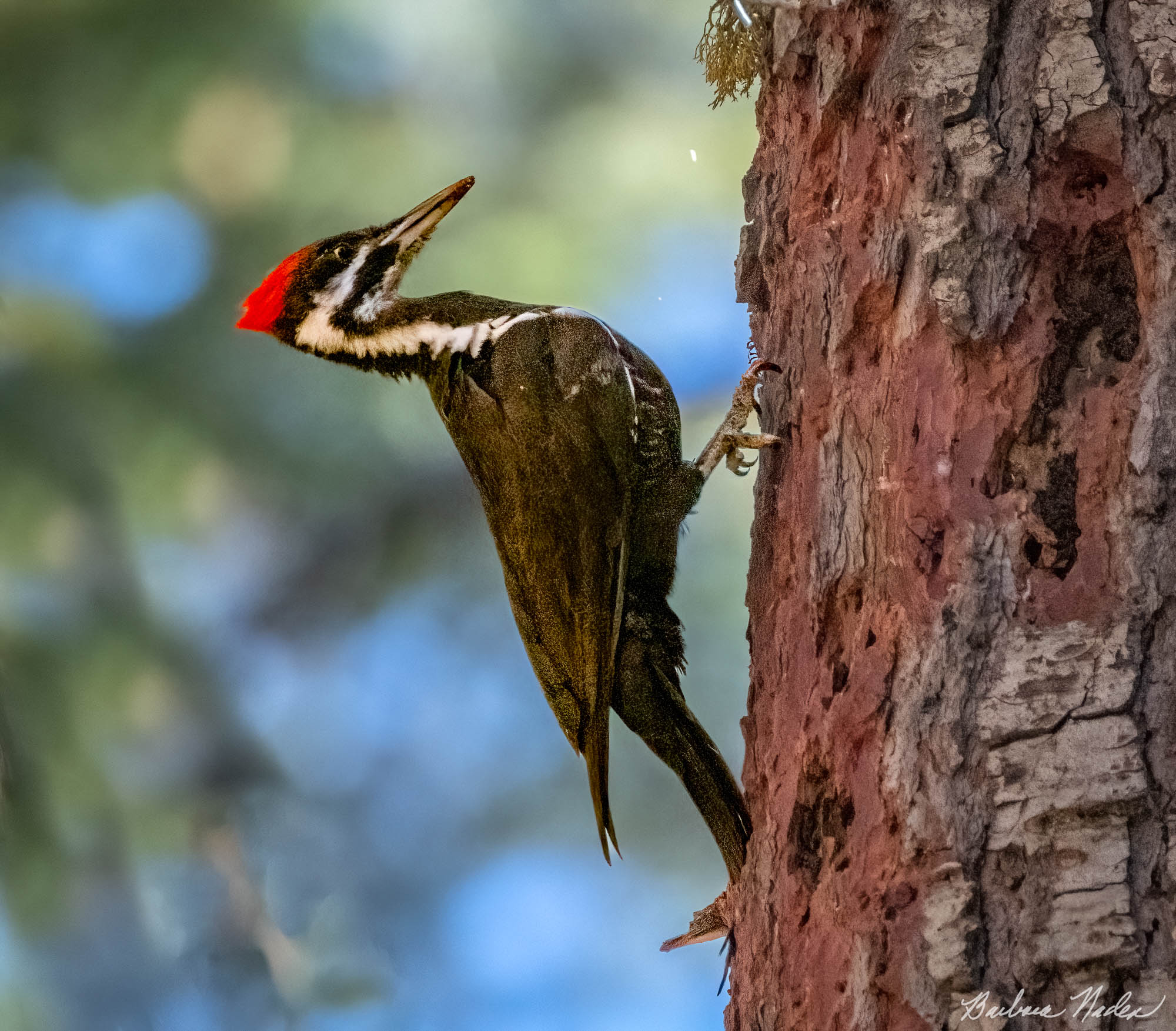 Diligently Looking for Grubs - Sequoia National Park, California