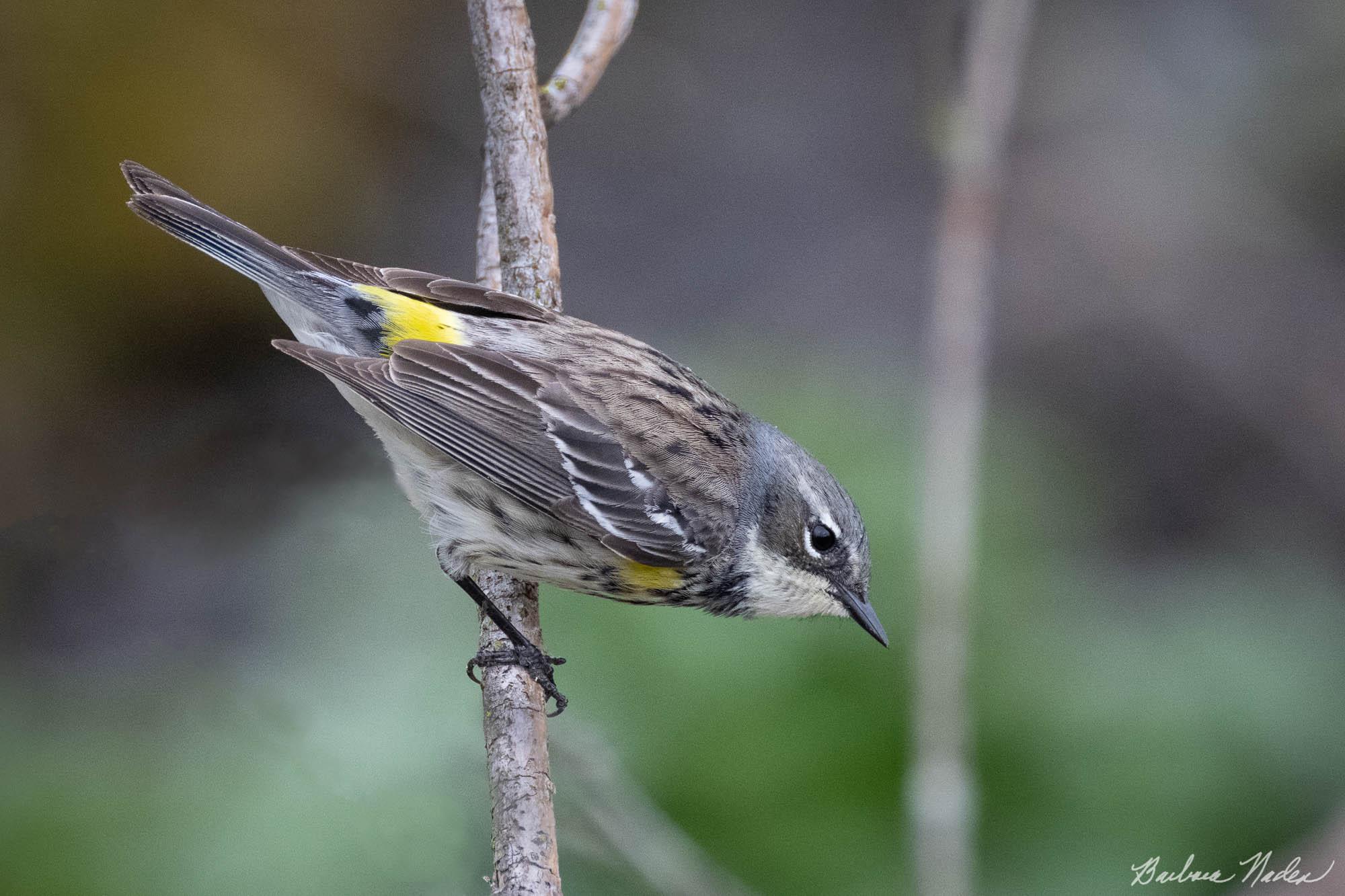 Concentrating - Magee Marsh, Ohio