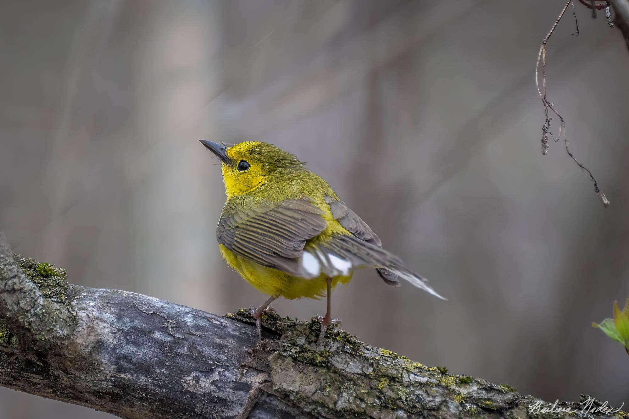 Female Hooded Warbler - Magee Marsh, Ohio