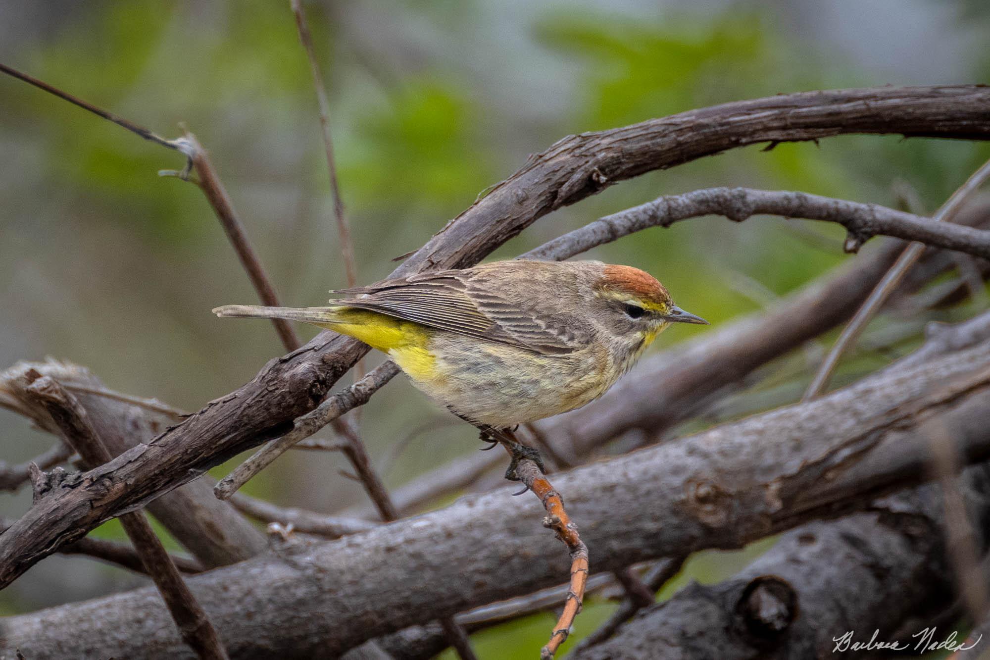 Palm Warbler on Downed Limbs - Magee Marsh, Ohio