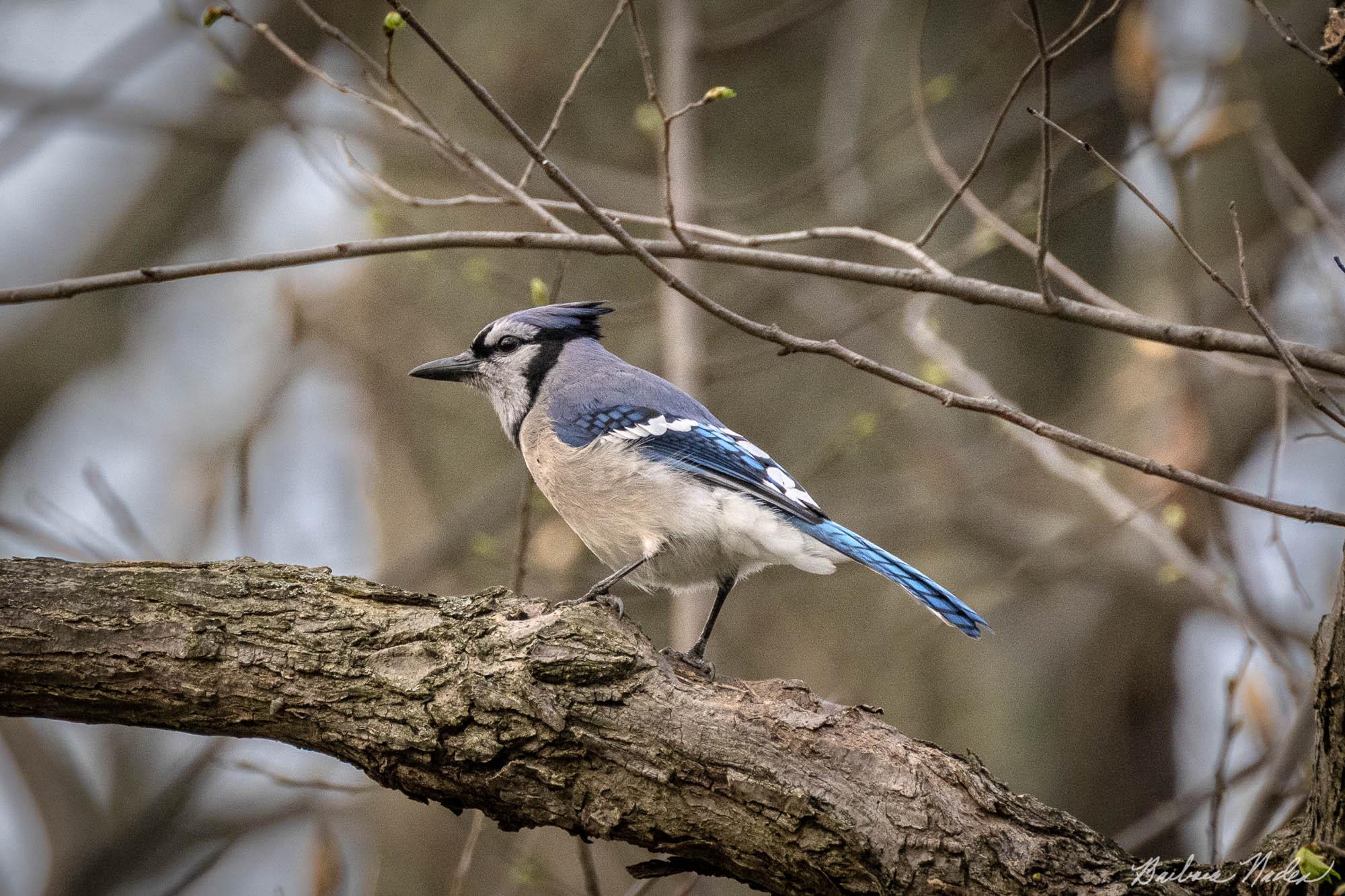 Blue Jay 1 - Sheldon Marsh, Ohio