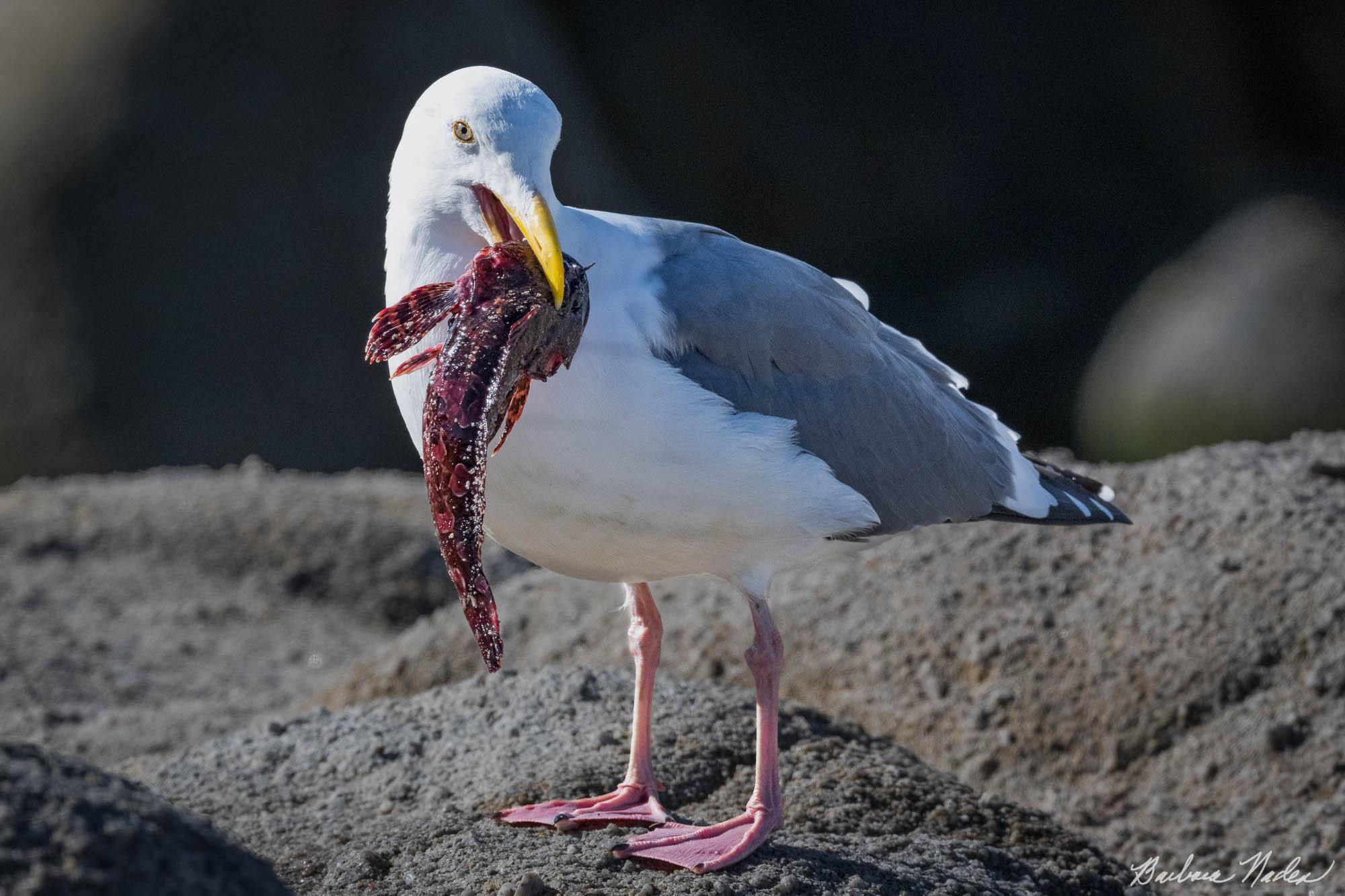 Dining on a Rockfish - Pacific Grove, California