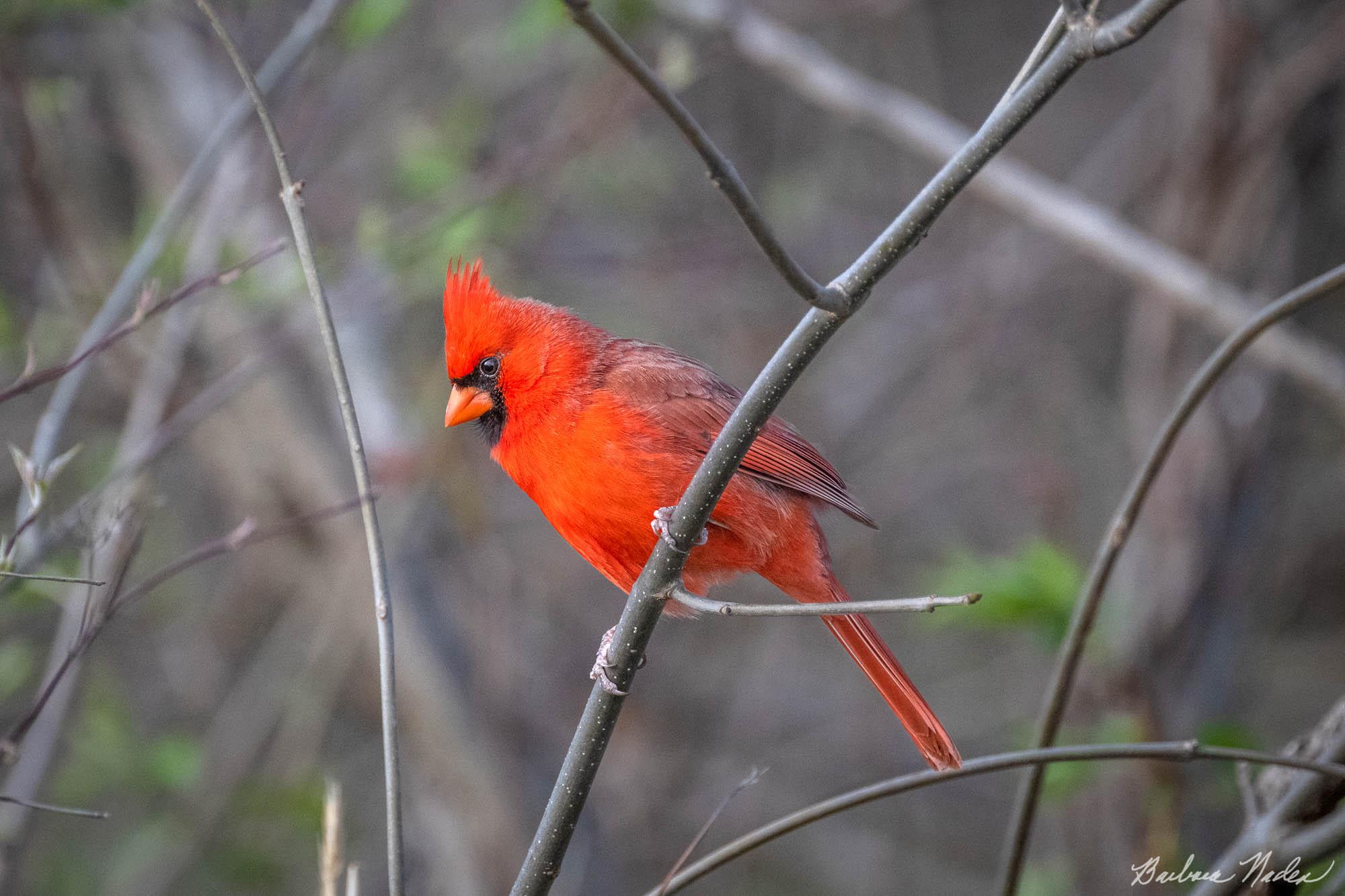 Sitting Pretty - Sheldon Marsh, Ohio