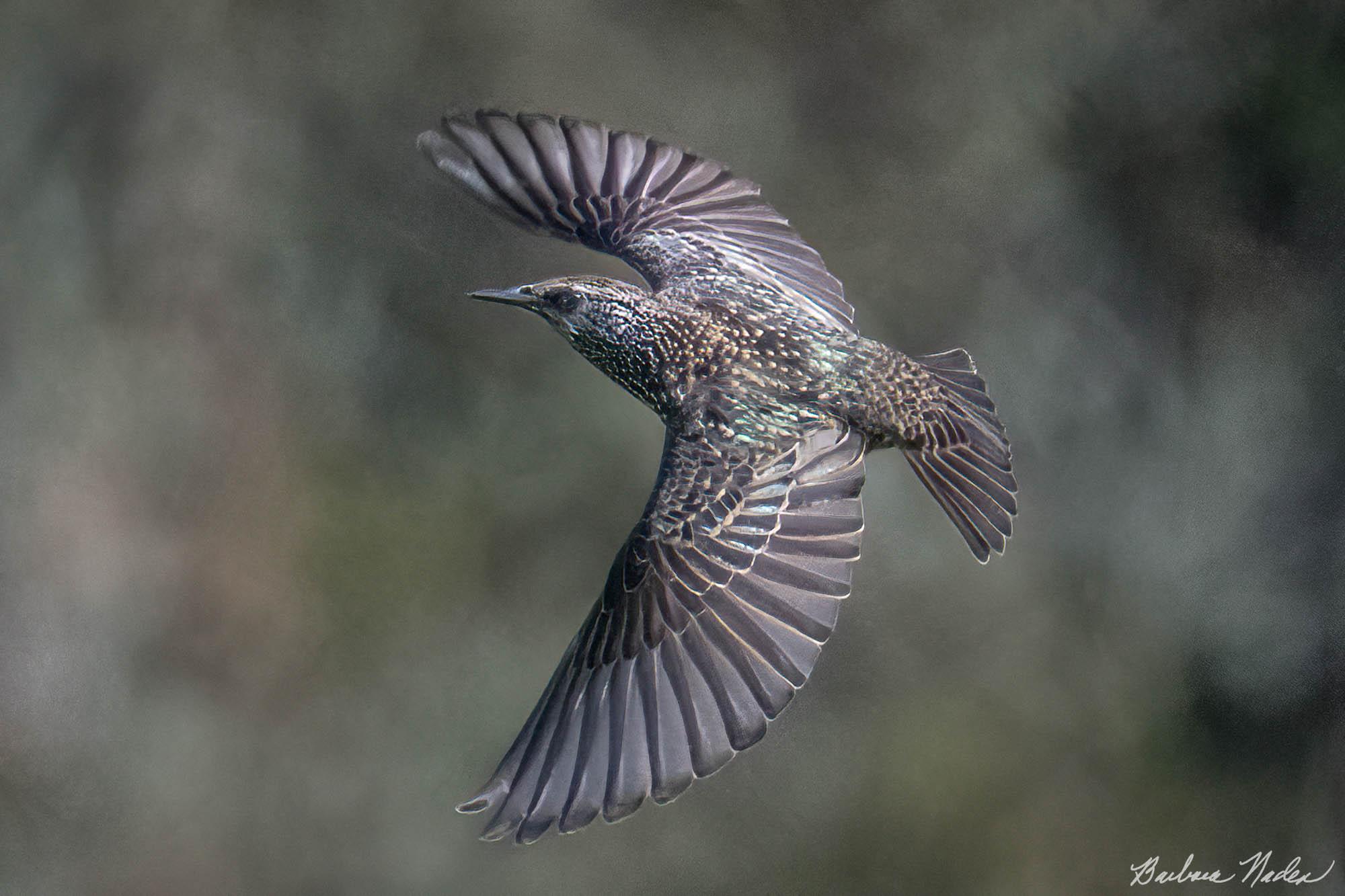 Starling Soaring - Pacific Grove, California