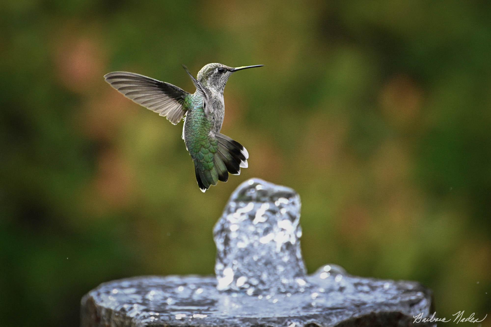 Preparing for a Drink - Los Gatos, California