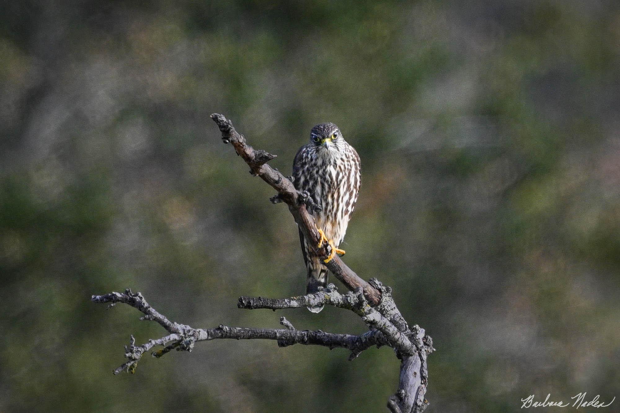 Merlin Waiting for a Meal - Filoli, Woodside, California