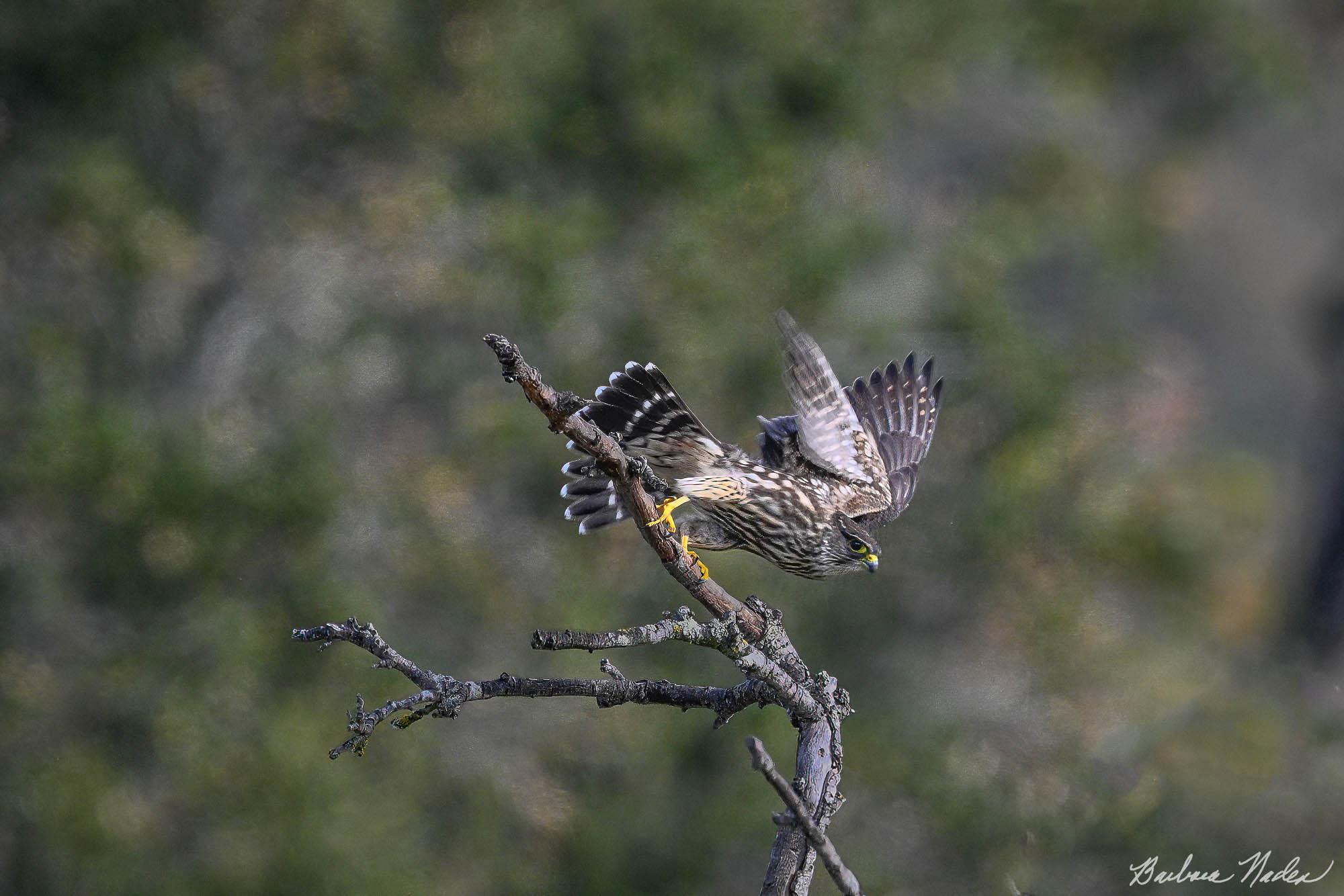 Merlin Taking Off - Filoli, Woodside, California