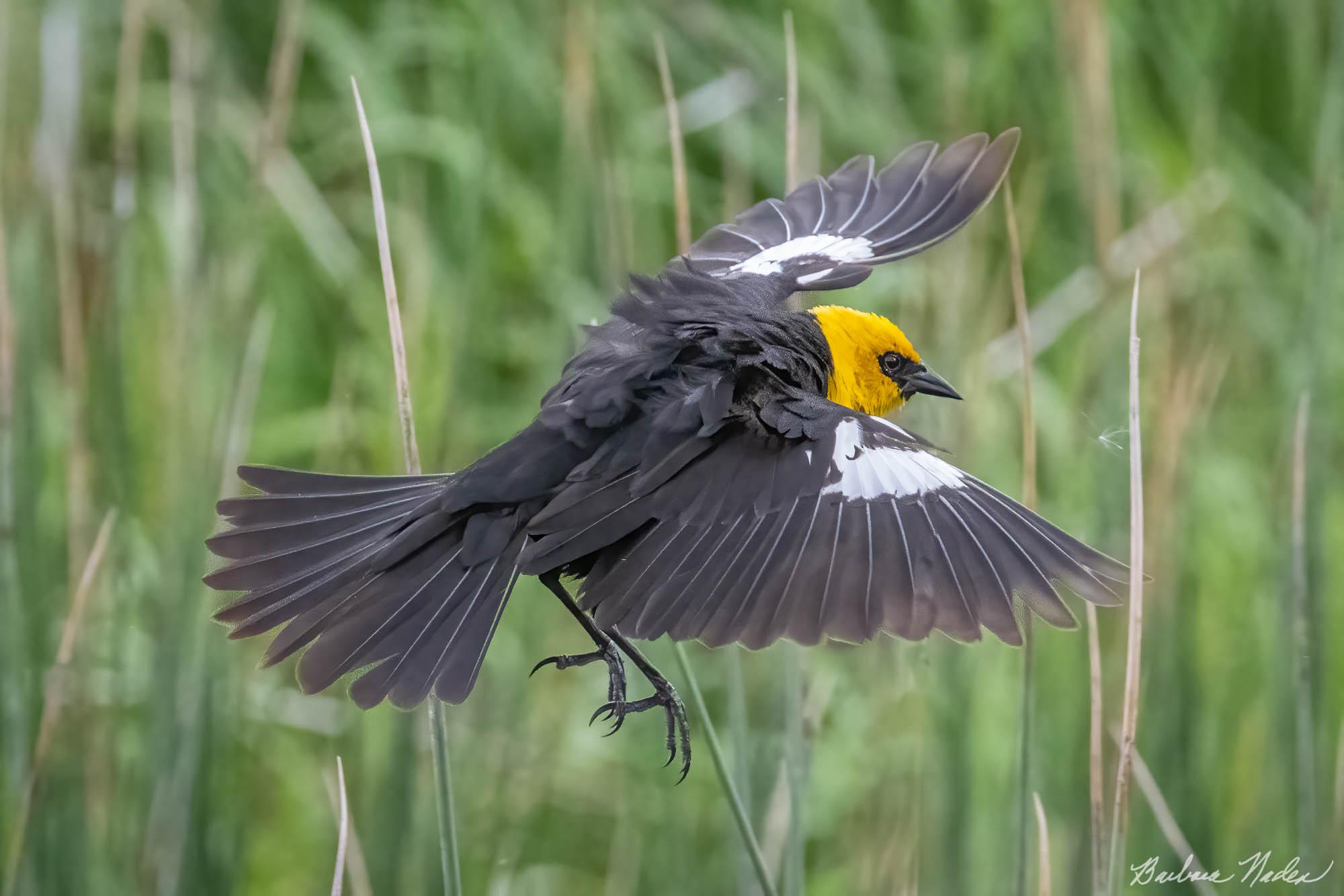 Flying over the Reeds - Meiss Lake, California