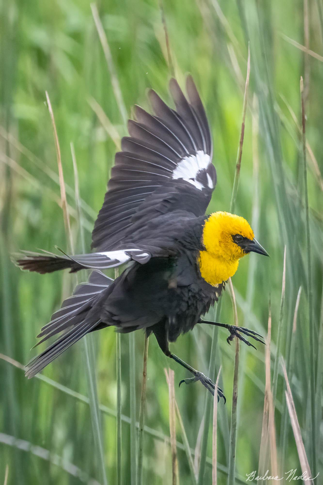 Landing in the Reeds - Meiss Lake, California