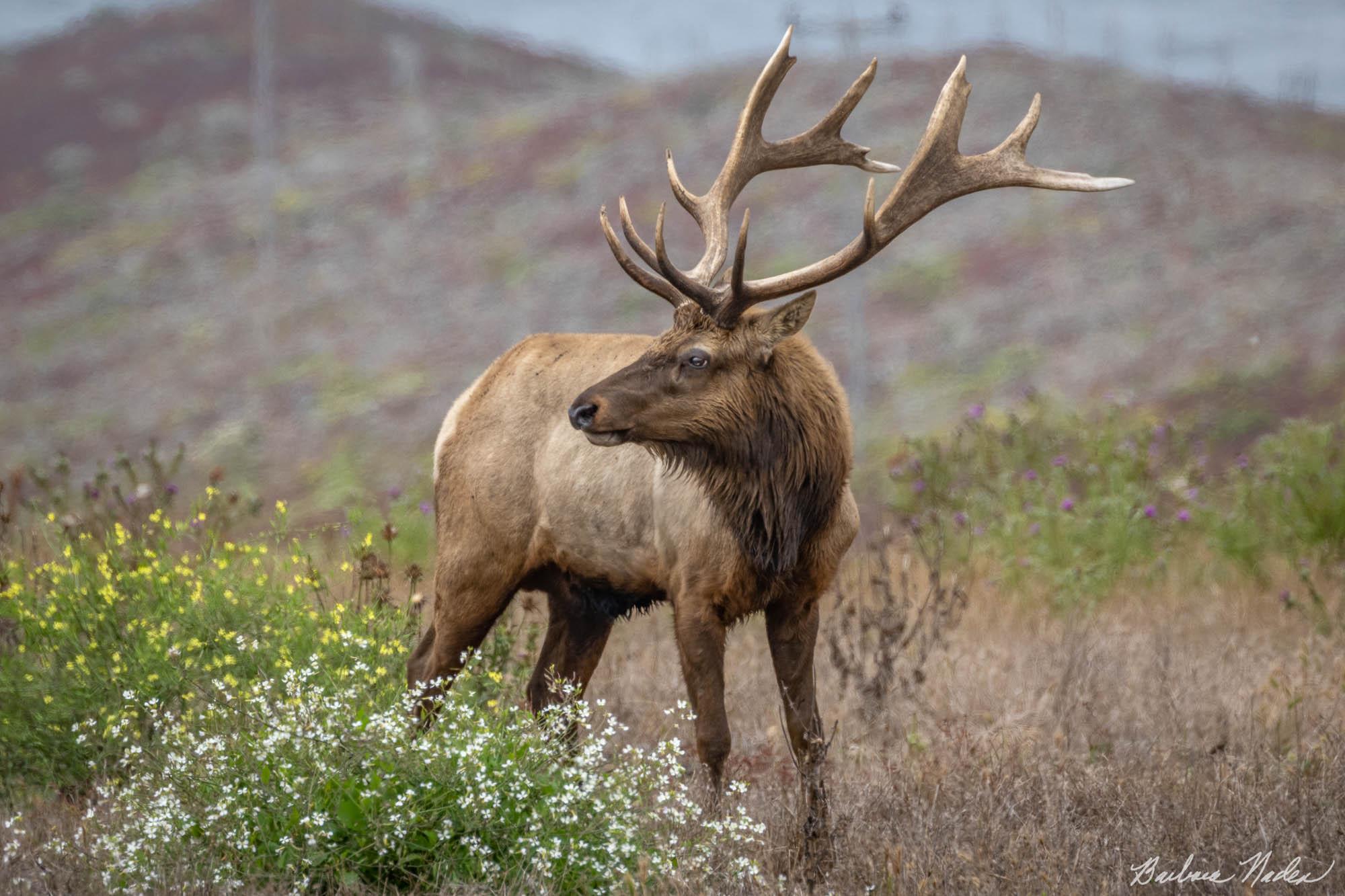 Check out the Antlers - Point Reyes National Seashore