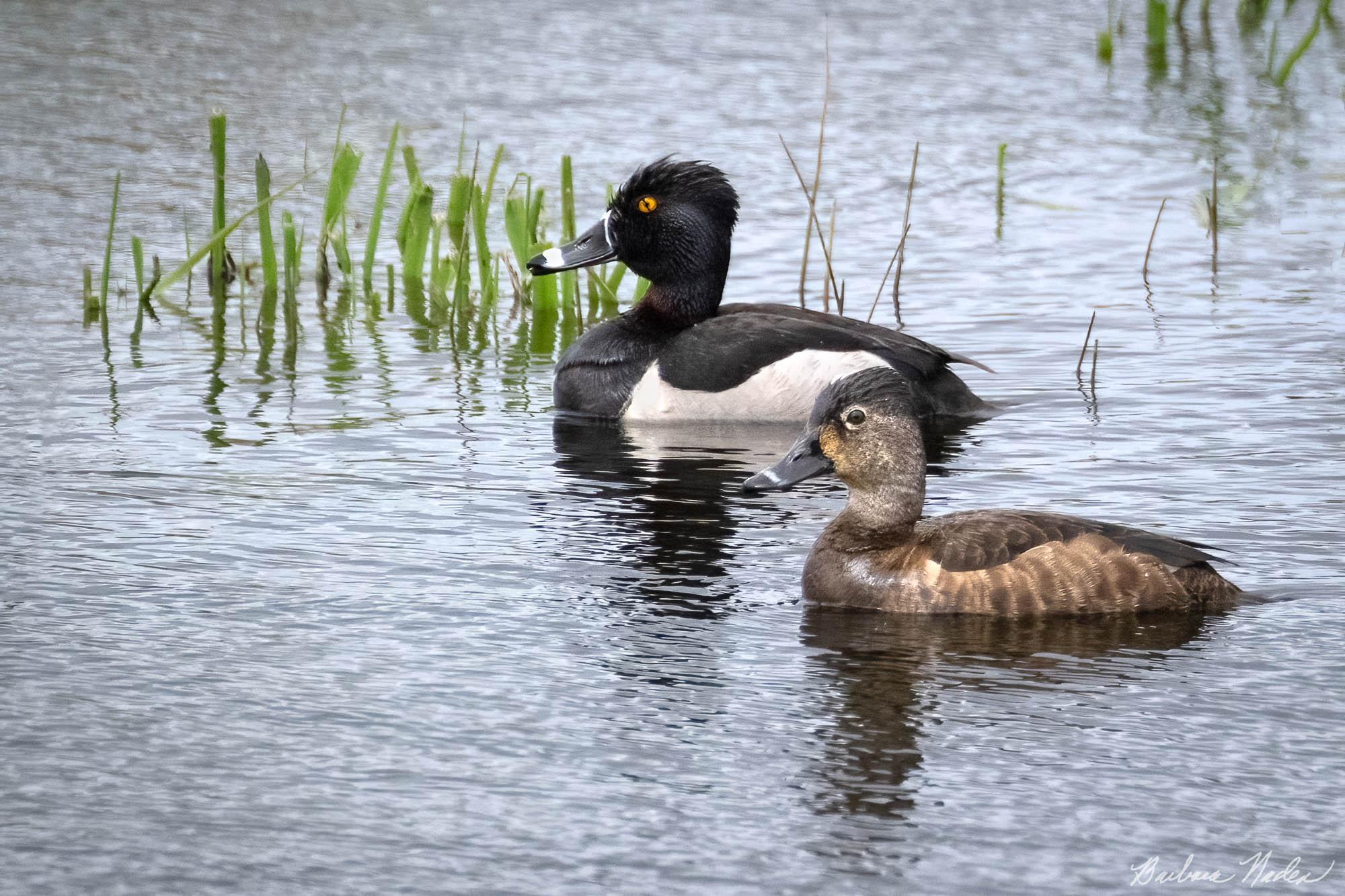 Pair of Ring-necked ducks - Klamath Falls, Oregon